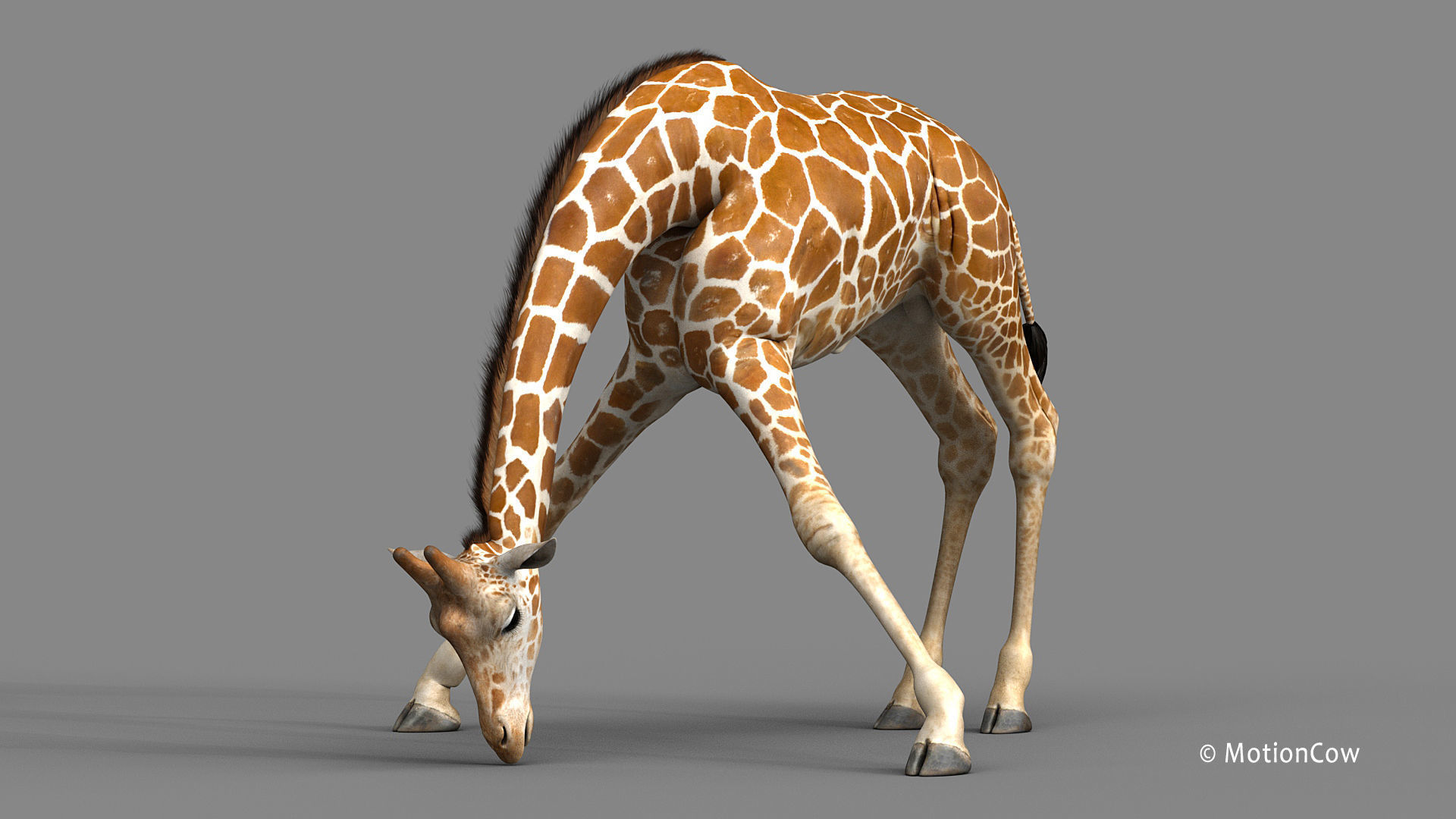 Giraffe PRO 3D model_5