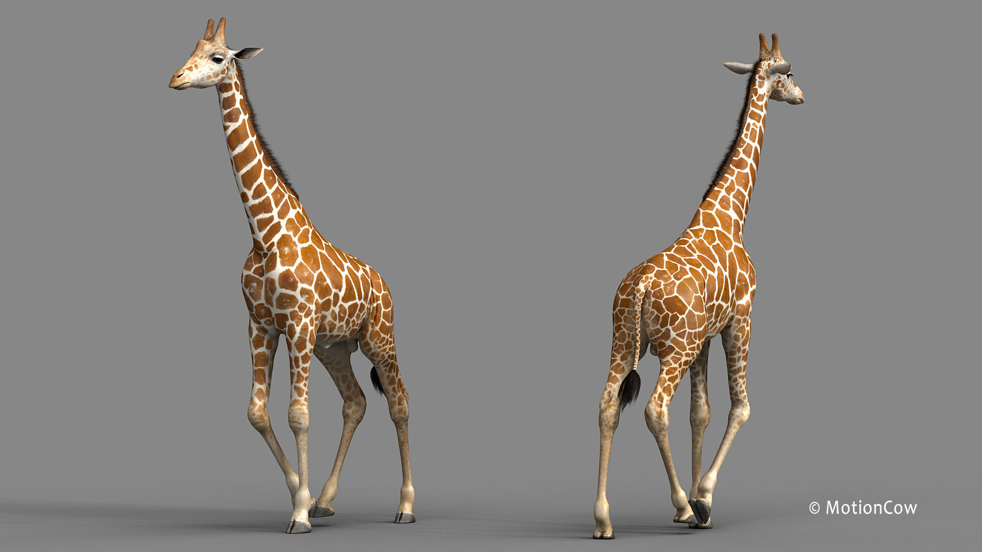 Giraffe PRO 3D model_3