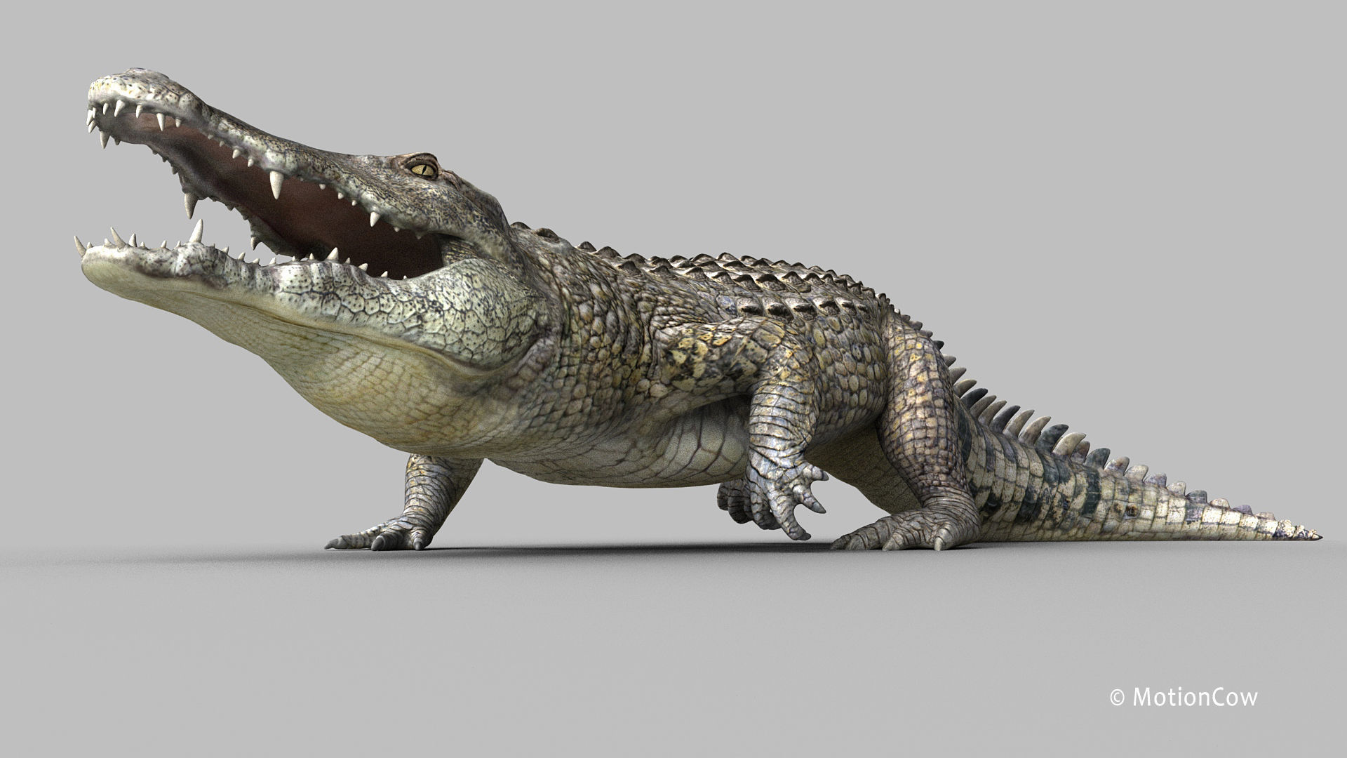 Crocodile PRO 3D model_5