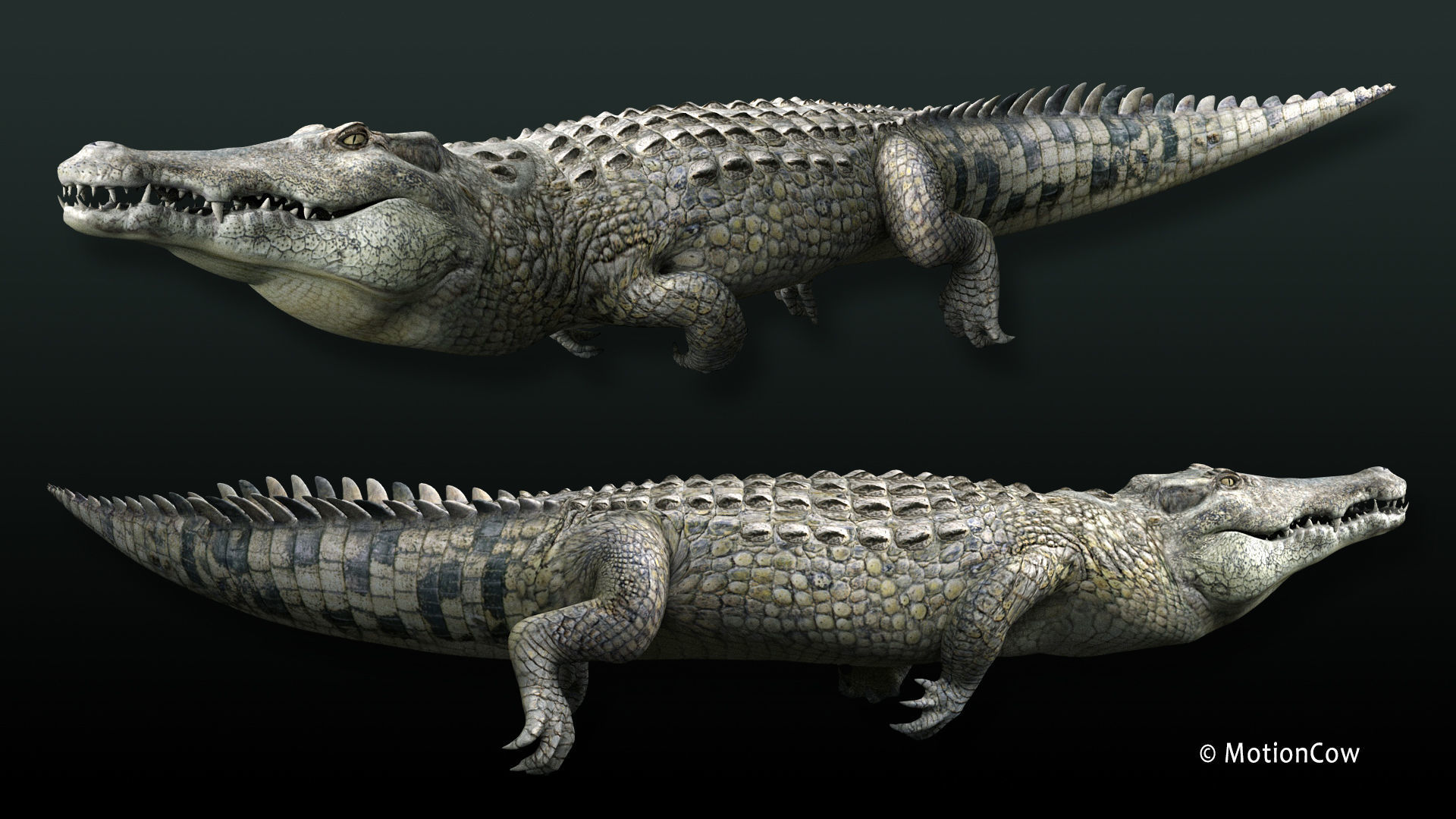 Crocodile PRO 3D model_18