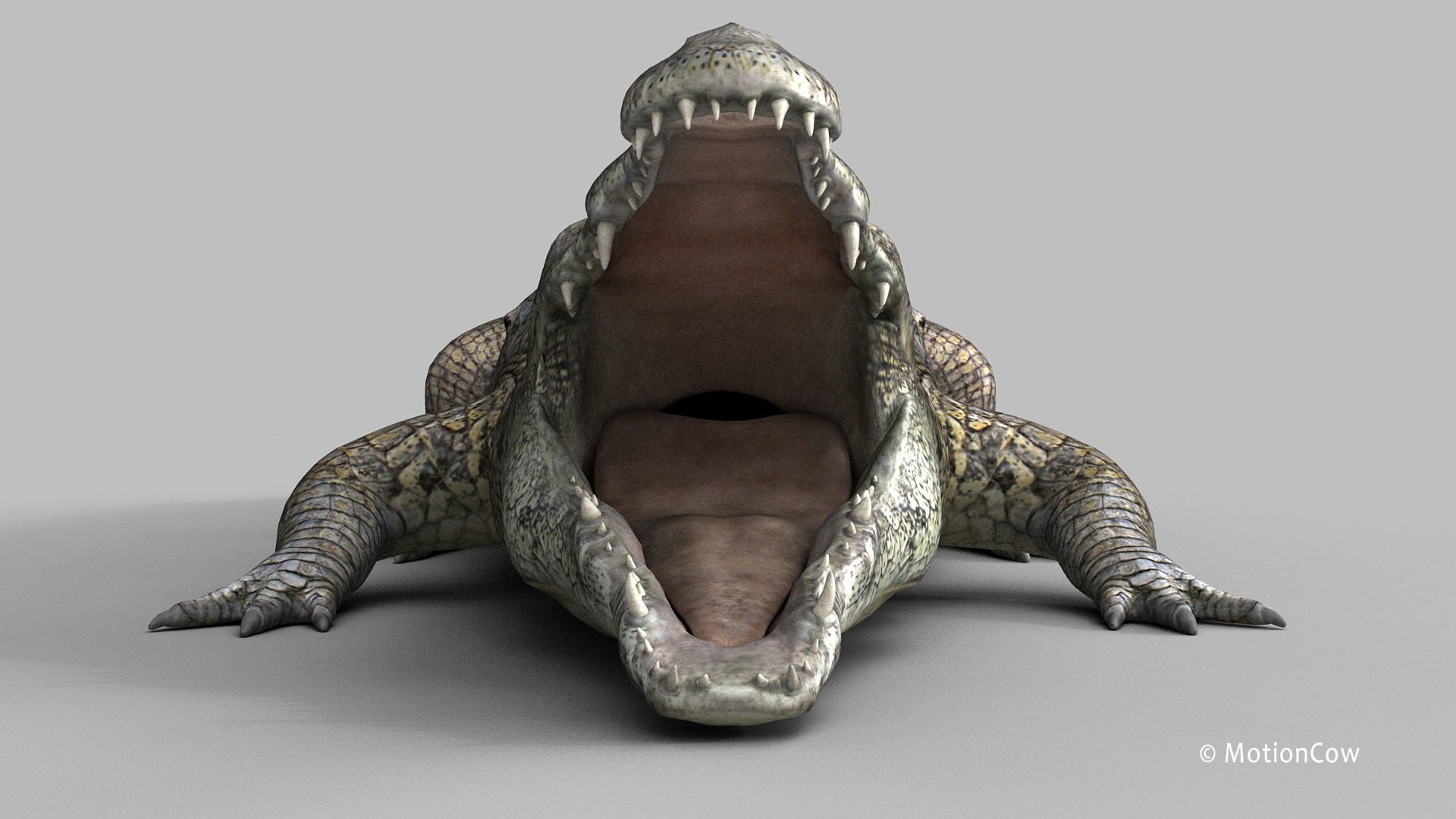 Crocodile PRO 3D model_11