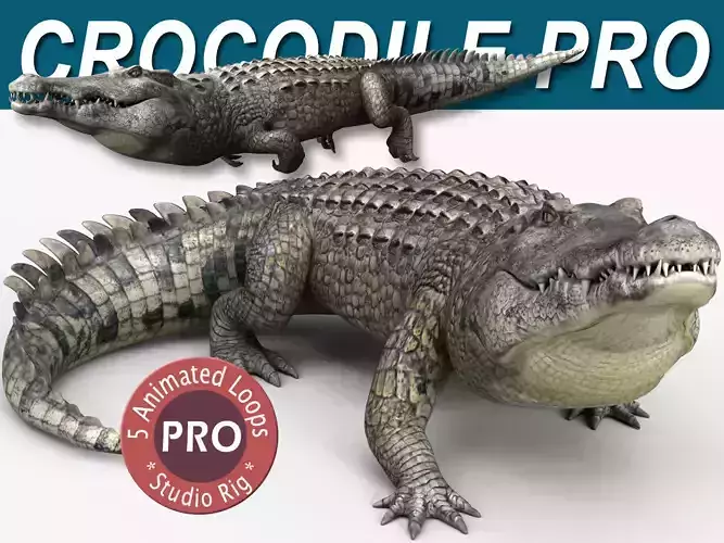 Crocodile PRO 3D model
