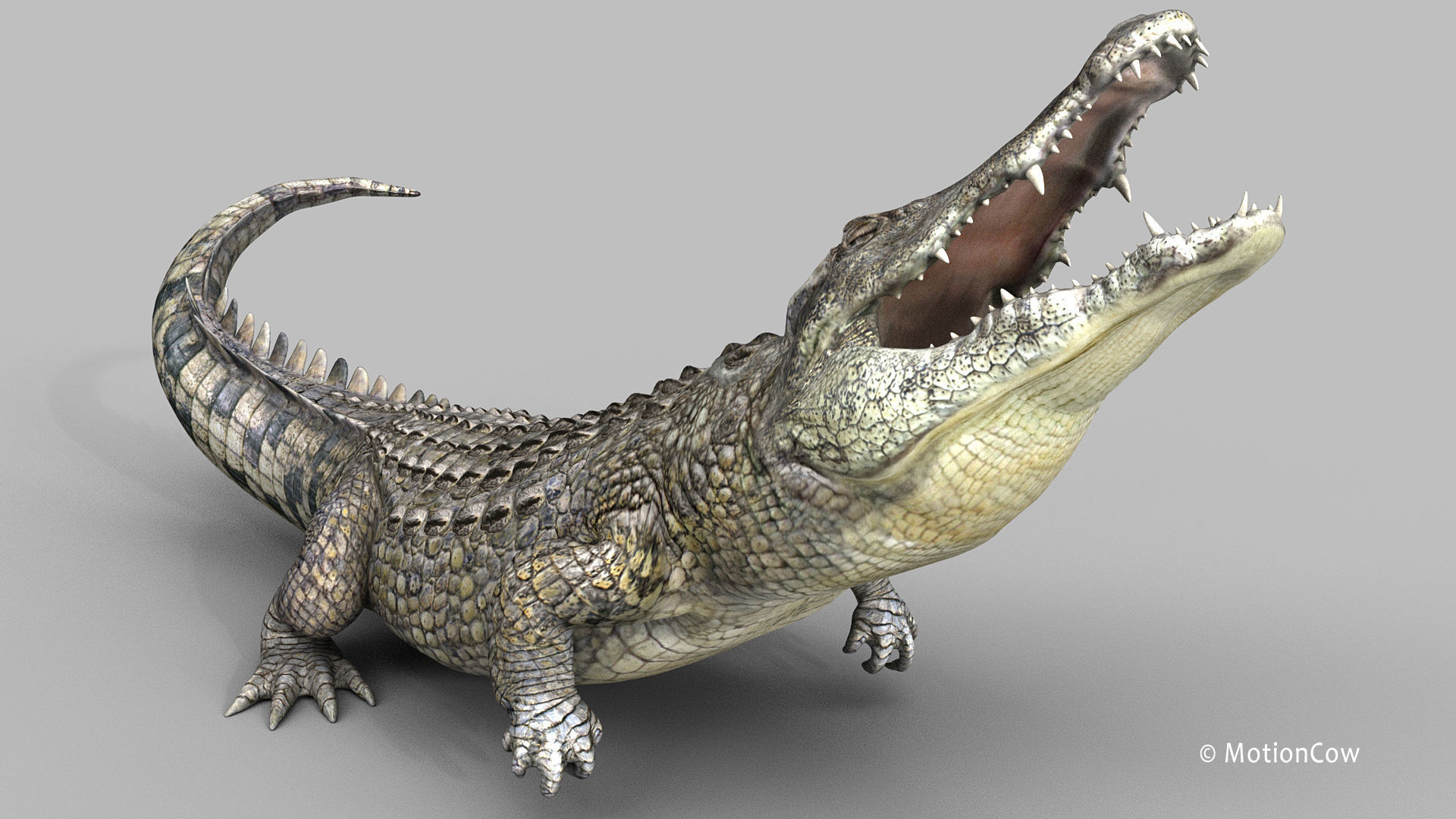 Crocodile PRO 3D model_13
