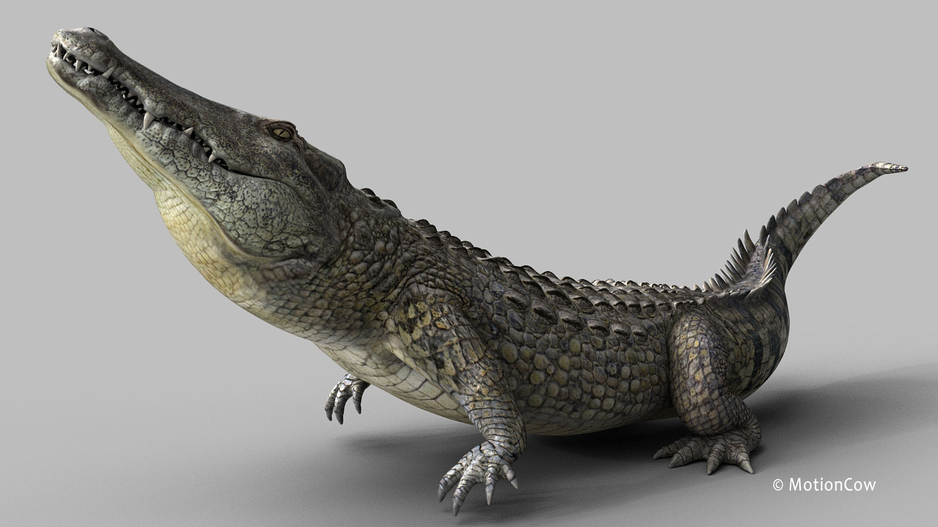 Crocodile PRO 3D model_15
