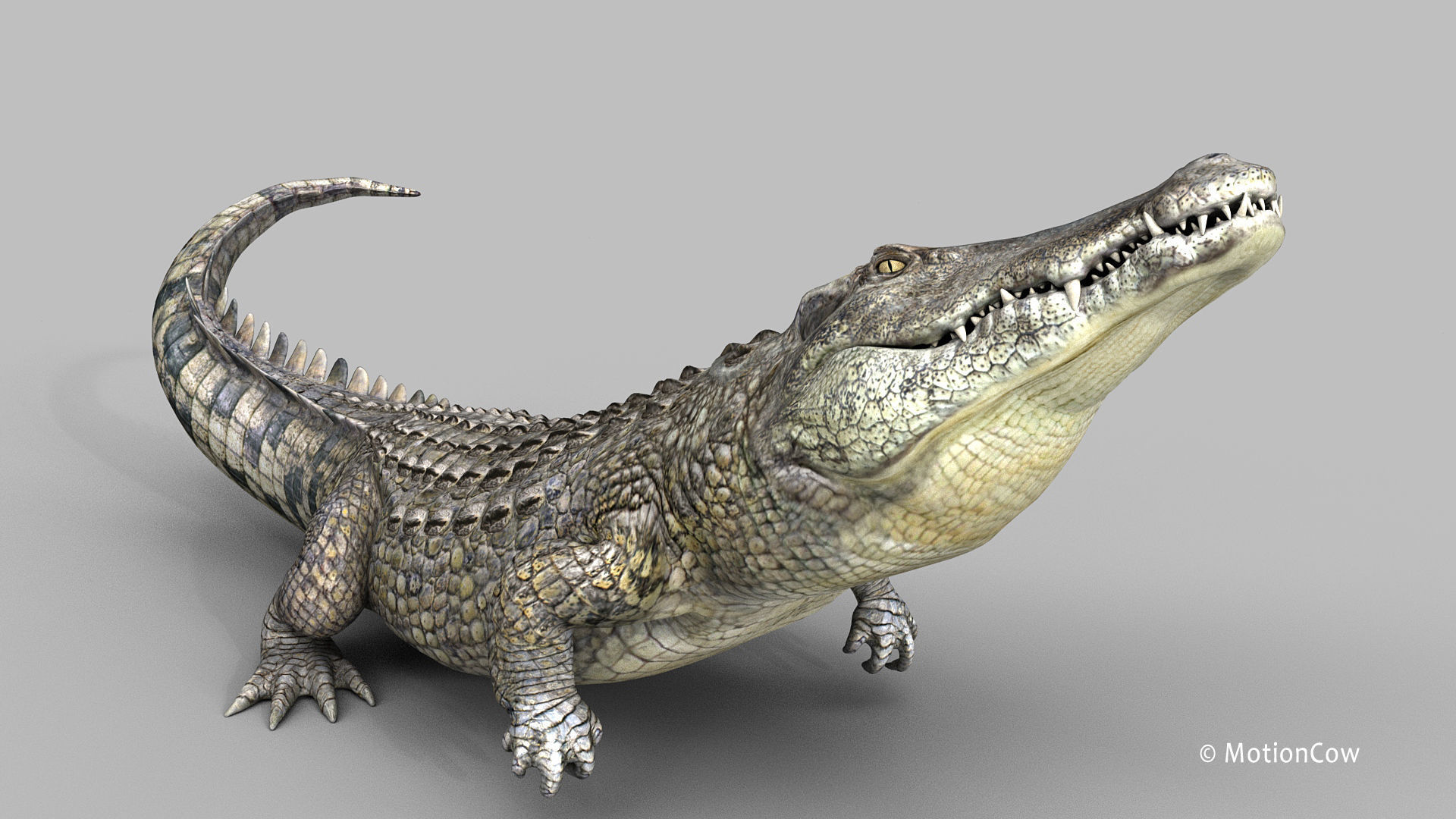 Crocodile PRO 3D model_12