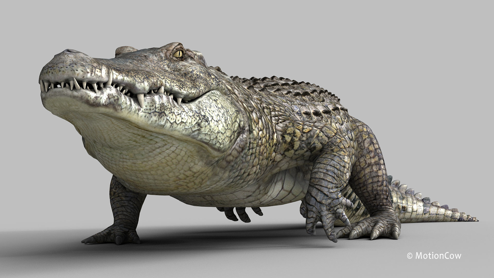 Crocodile PRO 3D model_3