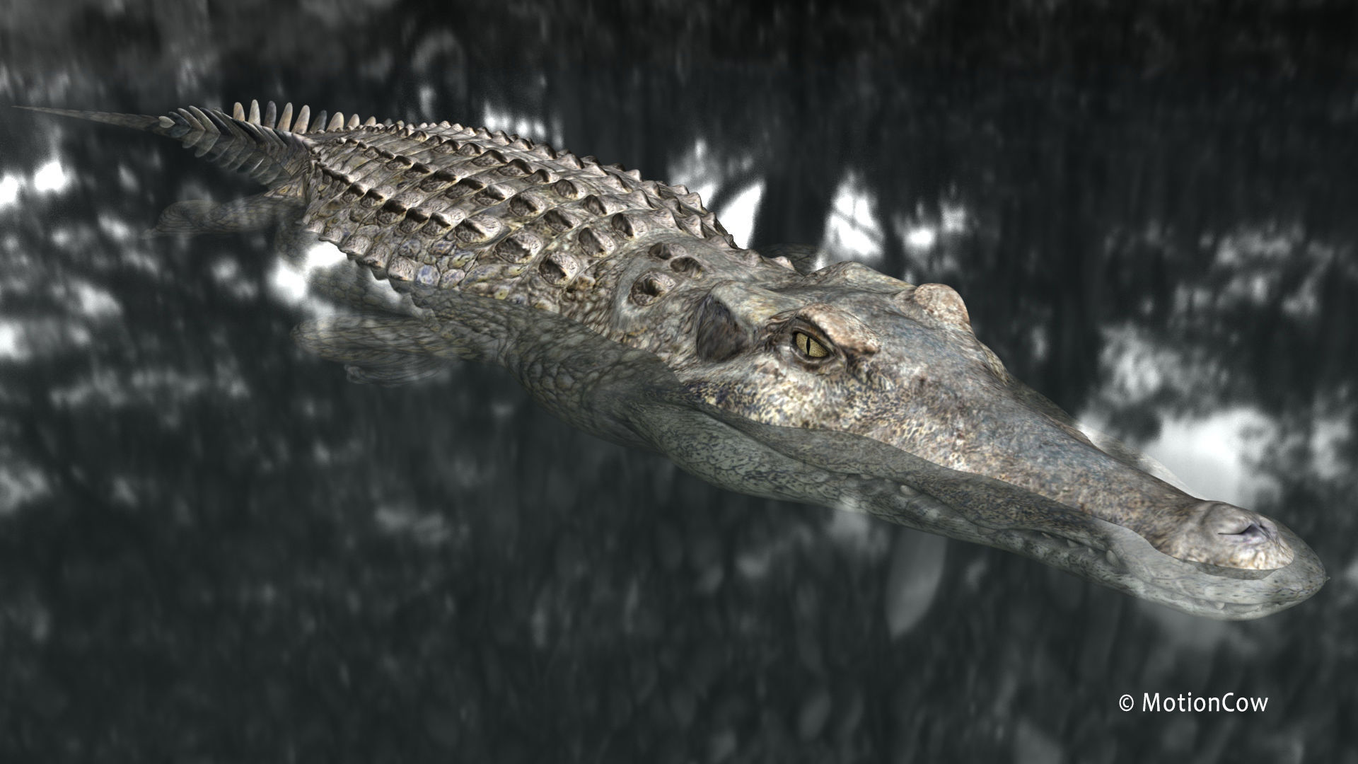 Crocodile PRO 3D model_17