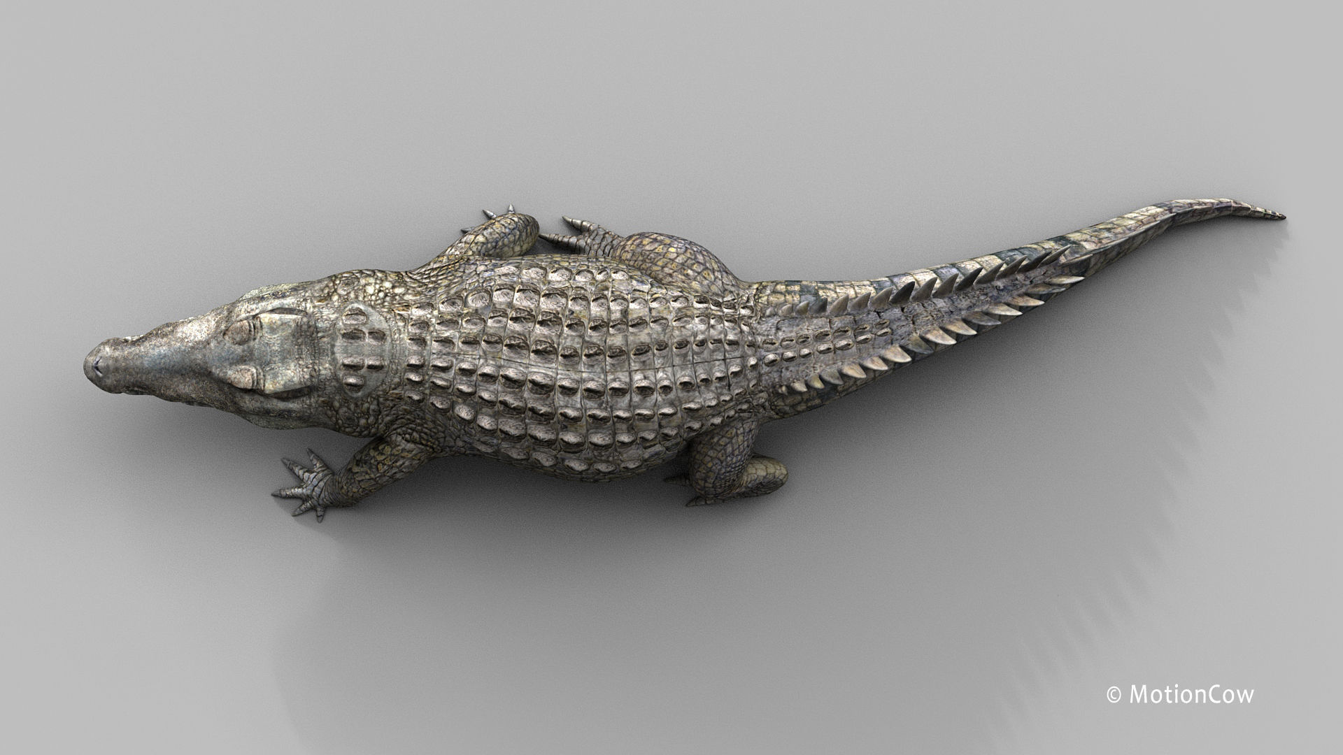 Crocodile PRO 3D model_22