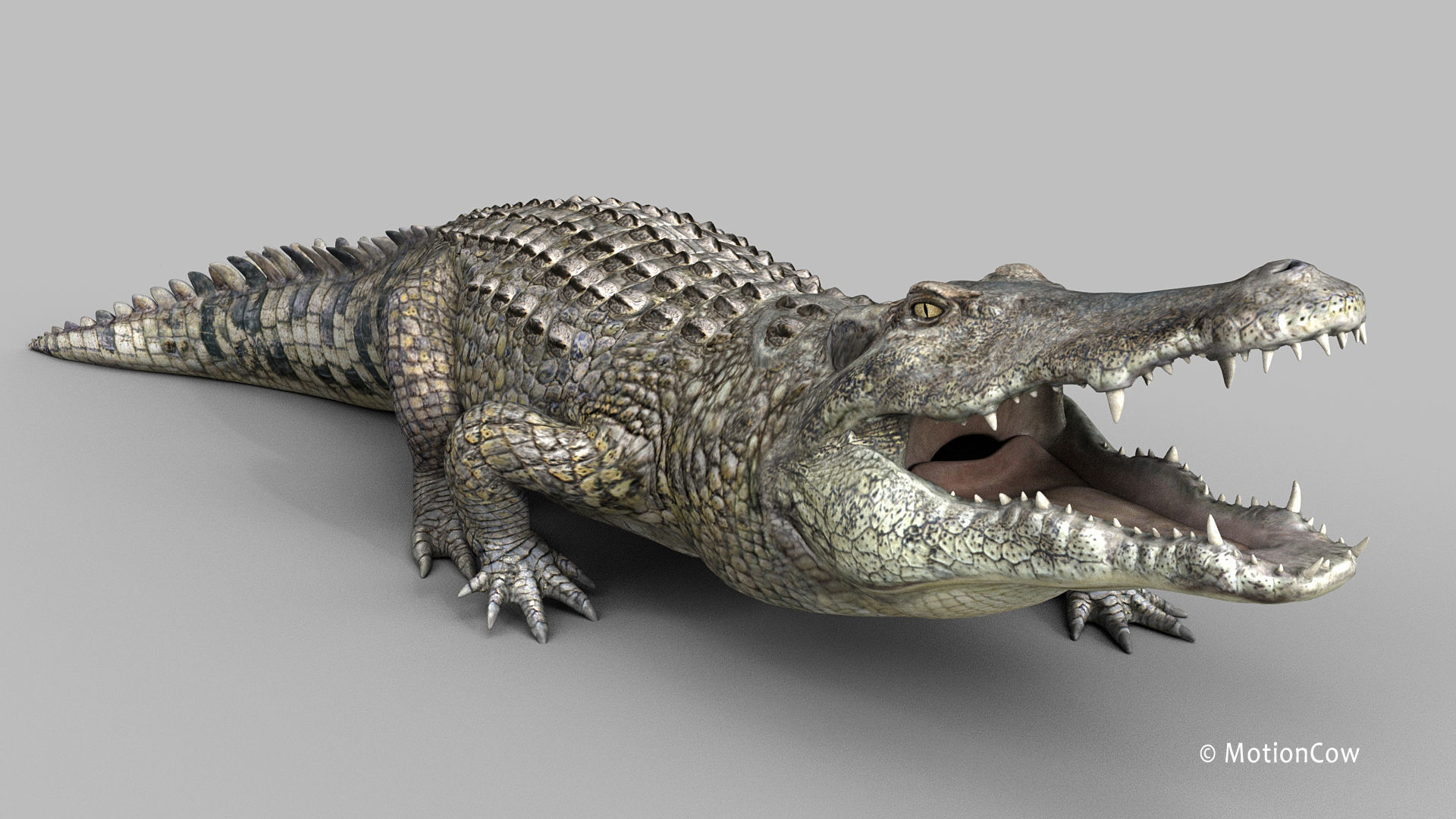 Crocodile PRO 3D model_24