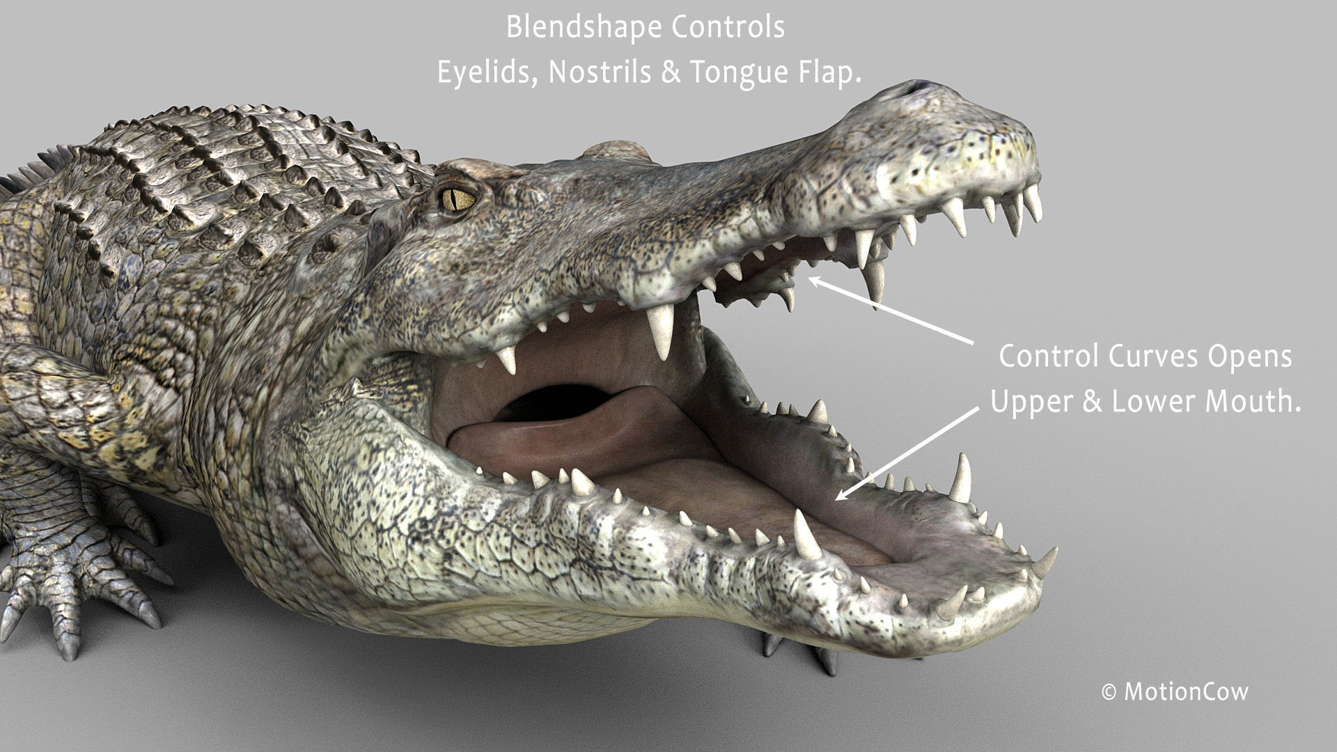 Crocodile PRO 3D model_10
