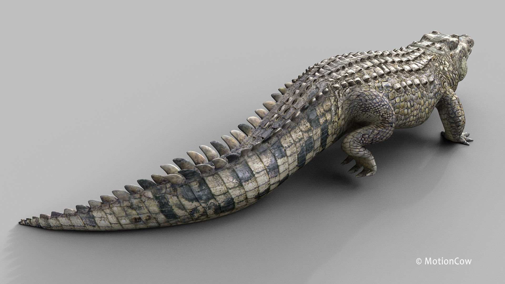 Crocodile PRO 3D model_7