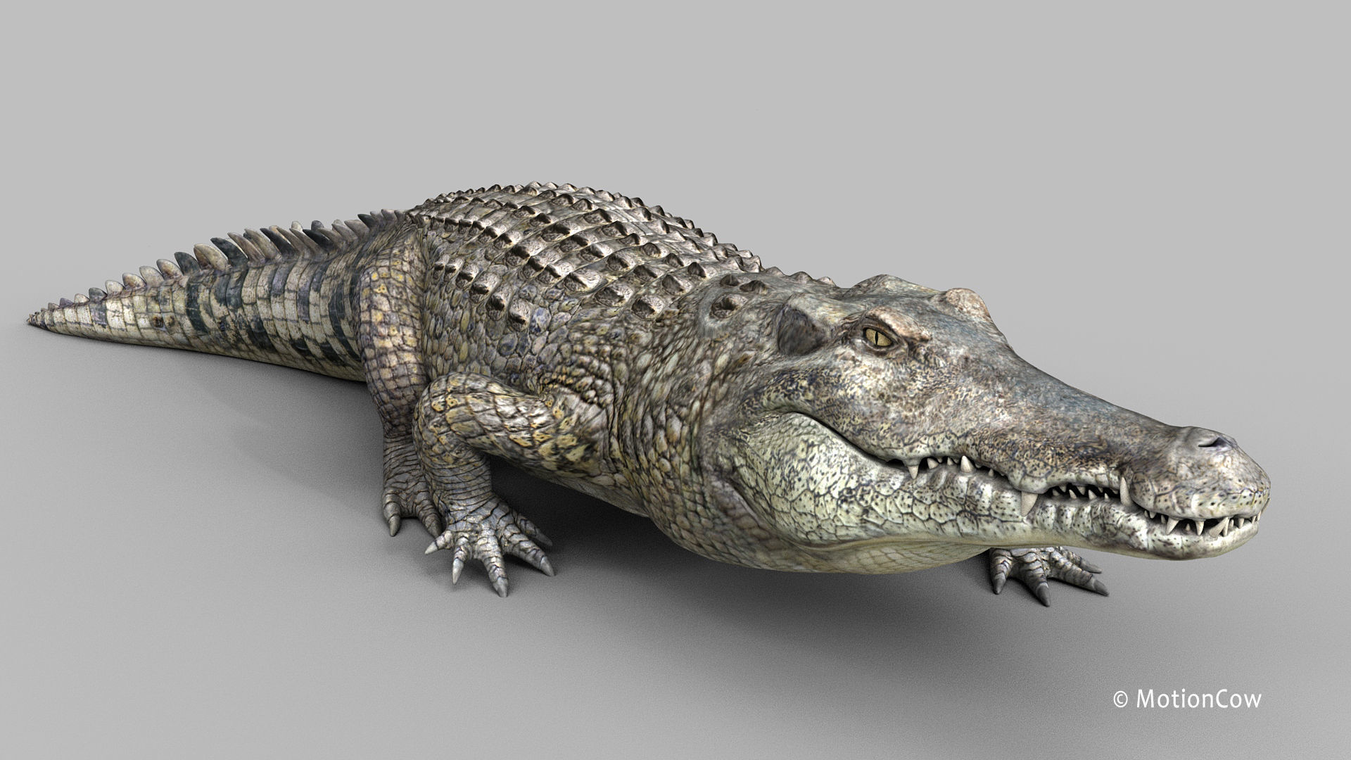Crocodile PRO 3D model_9