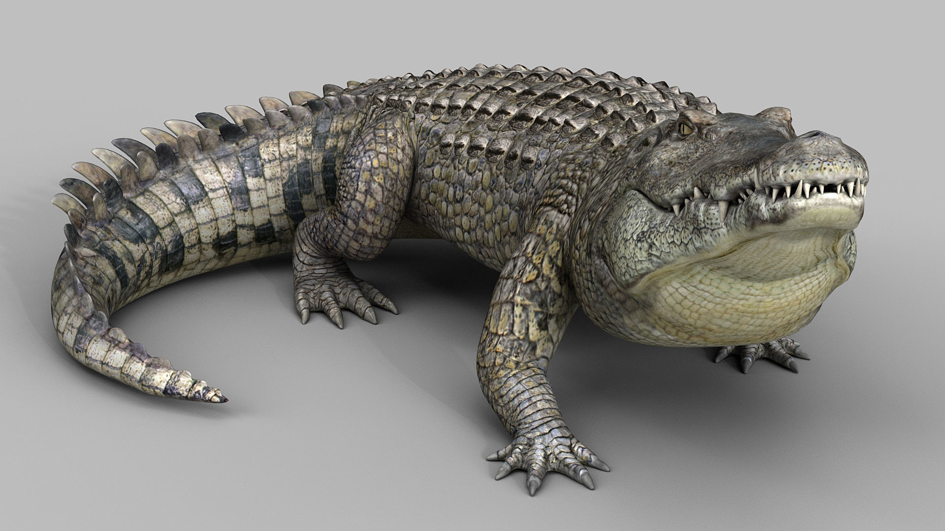 Crocodile PRO 3D model_2