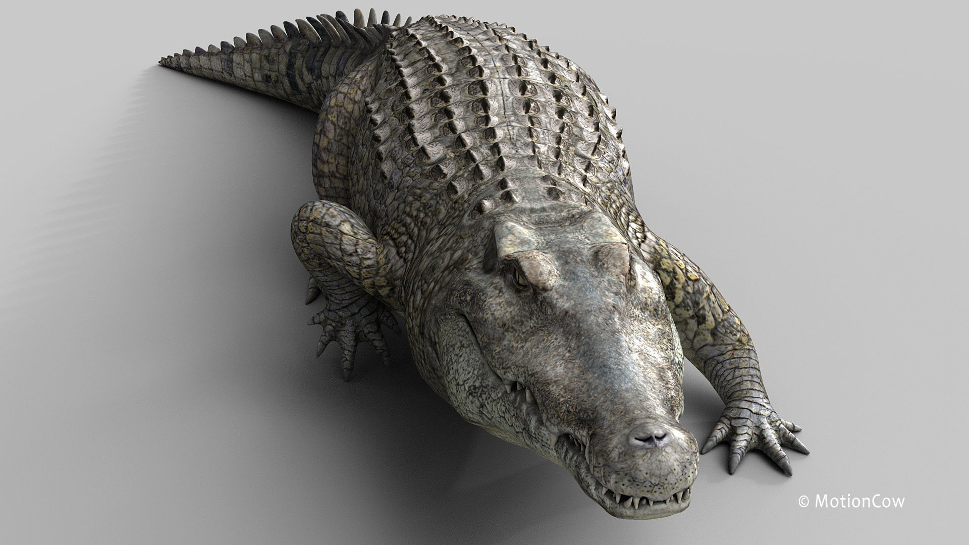 Crocodile PRO 3D model_23