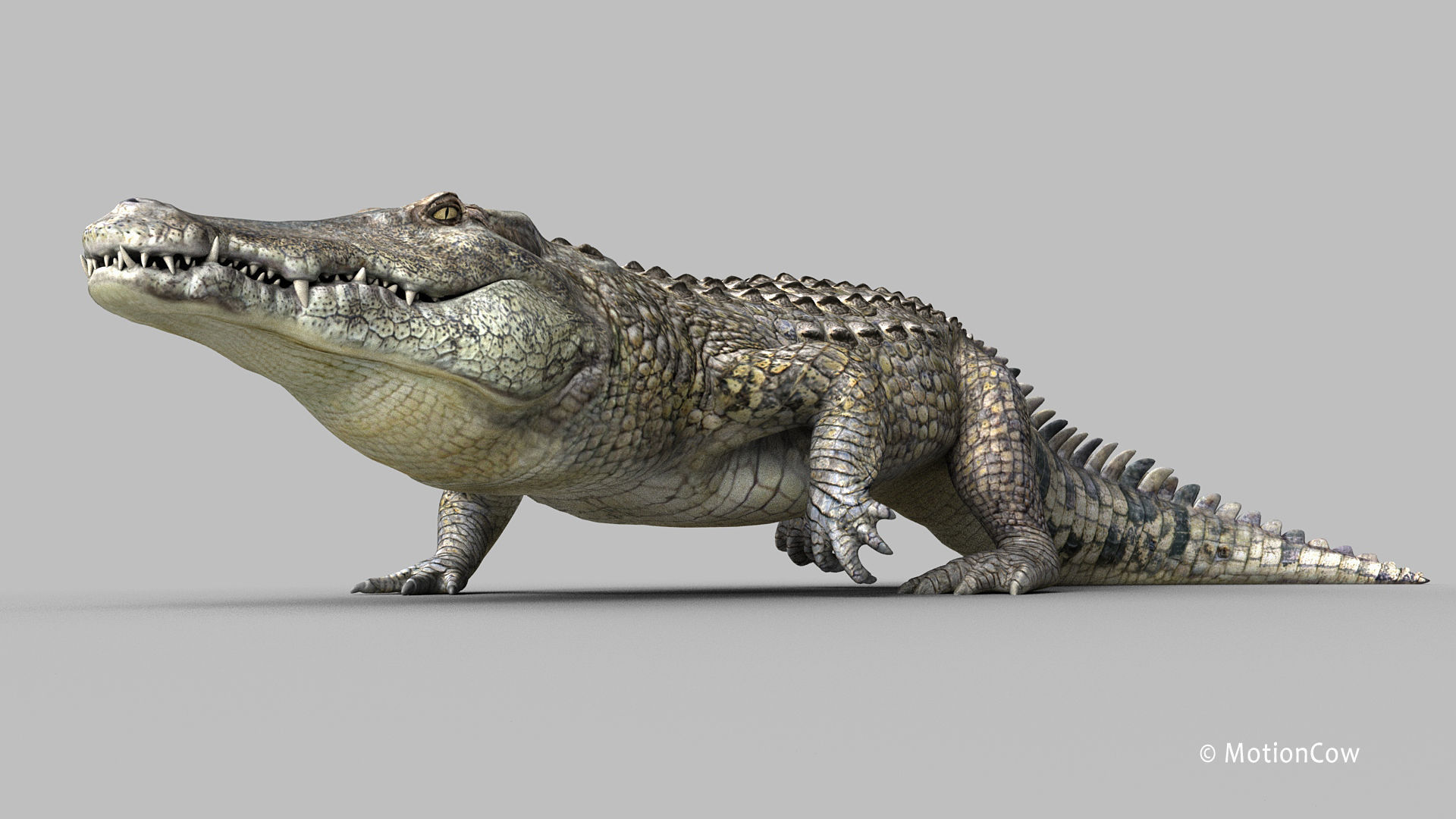 Crocodile PRO 3D model_4