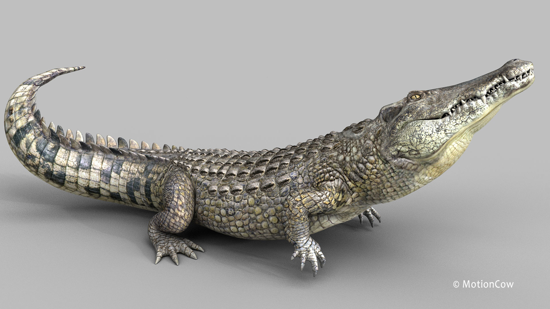 Crocodile PRO 3D model_14