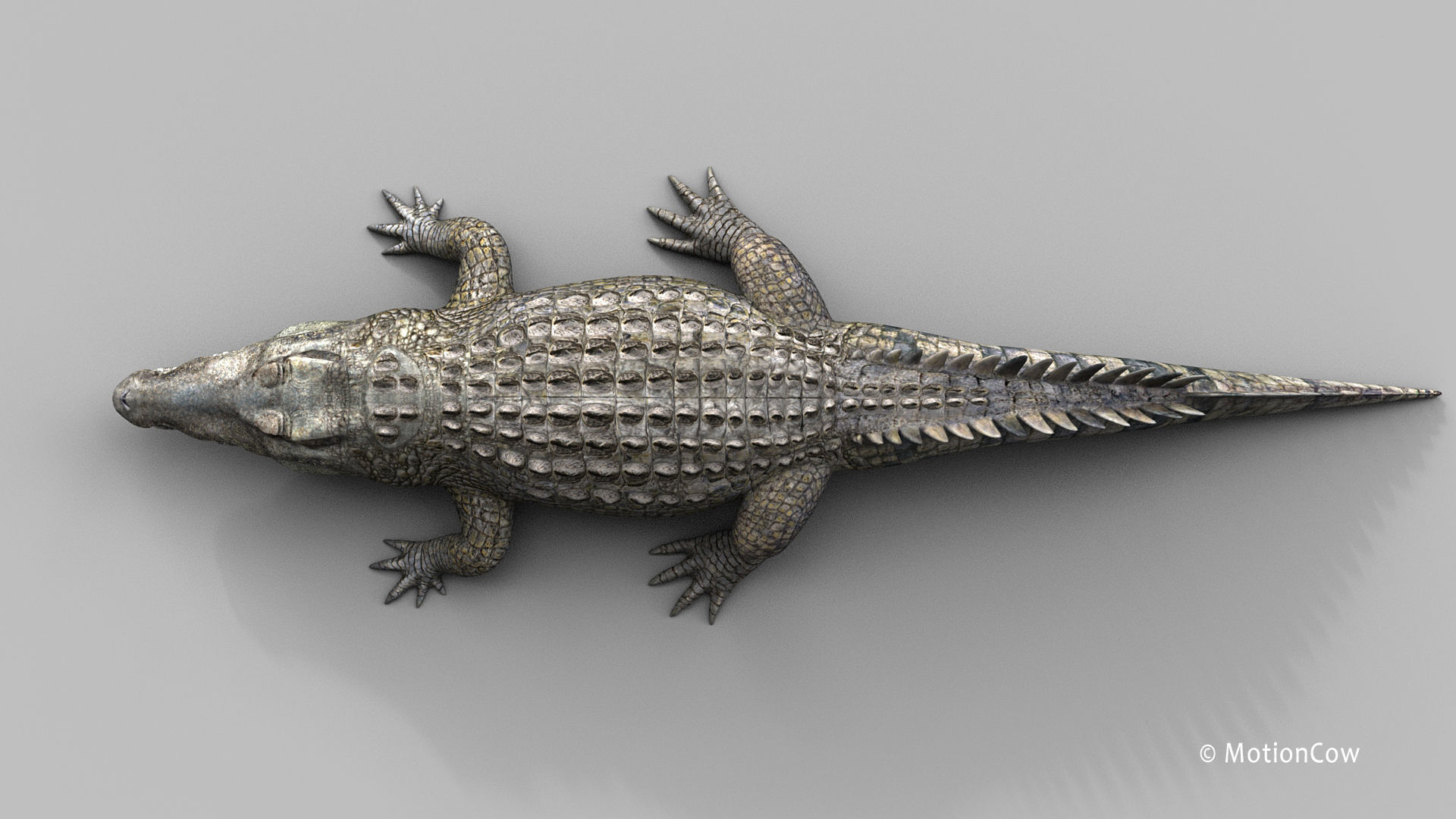 Crocodile PRO 3D model_20