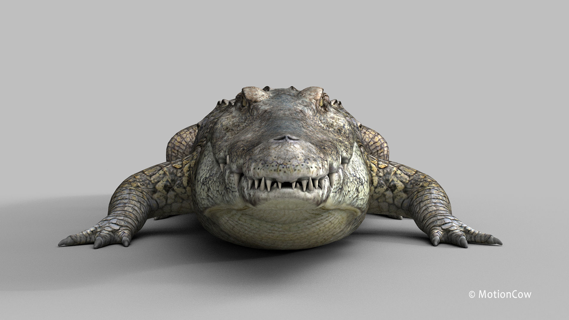 Crocodile PRO 3D model_19