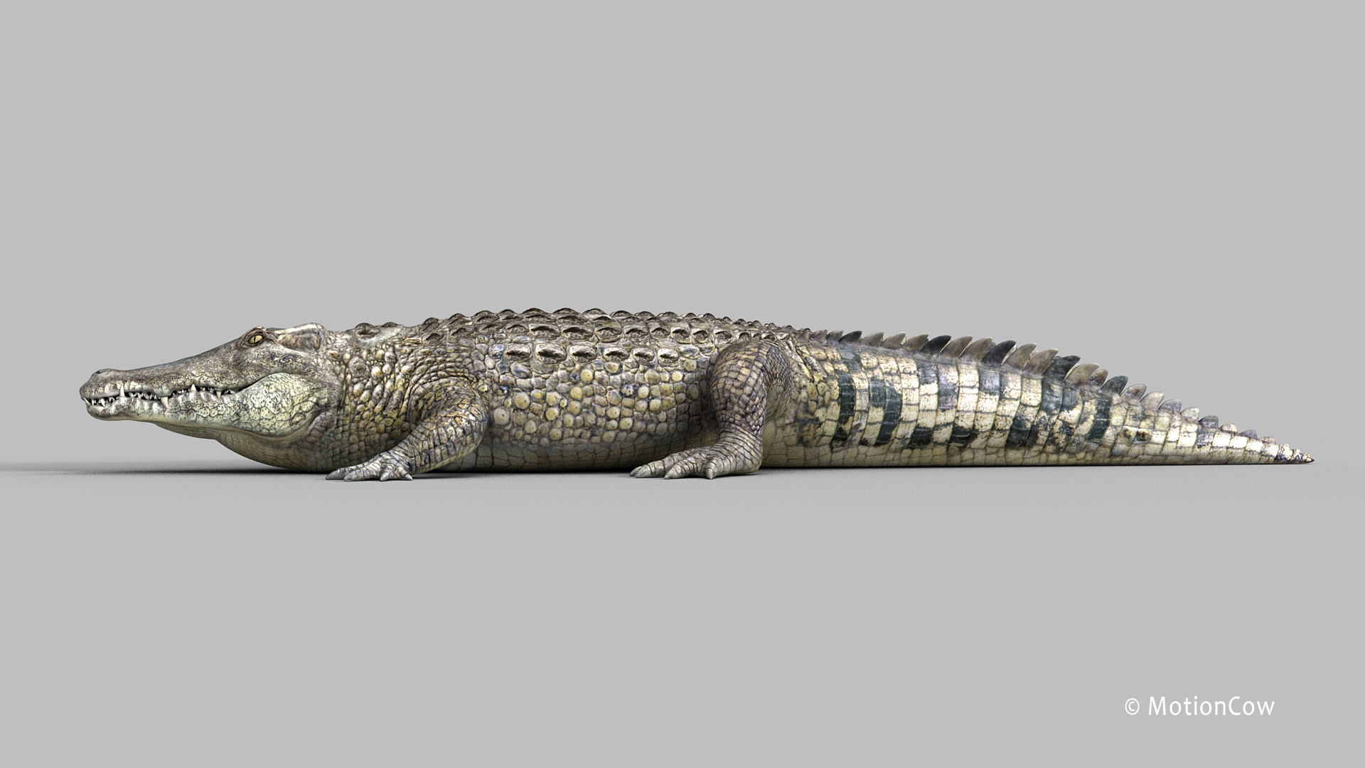 Crocodile PRO 3D model_21