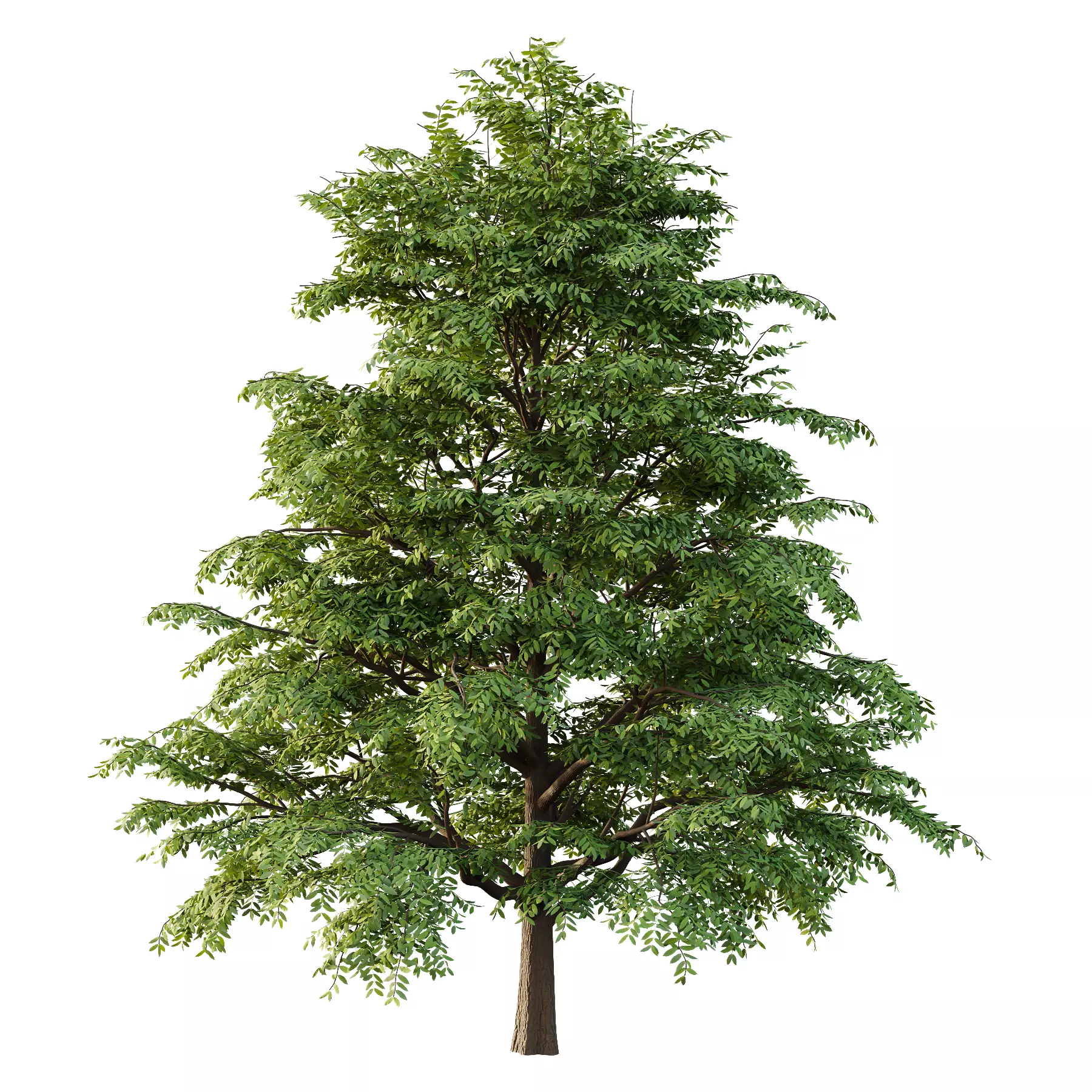fraxinus excelsior Tree07 3D model