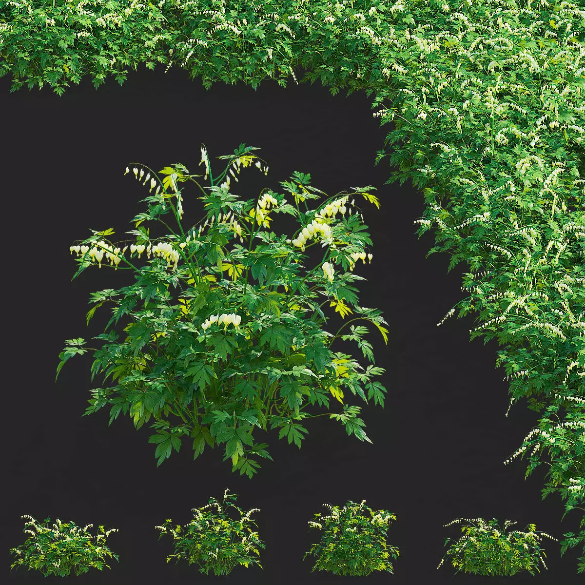 Dicentra spectabilis Alba flower 3D model