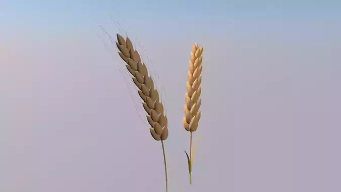 Simple Wheat