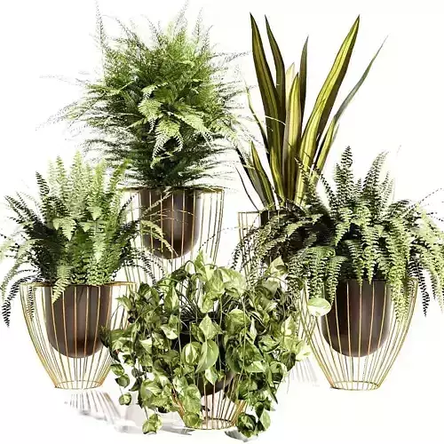 INDOOR PLANT SET 03 3D model