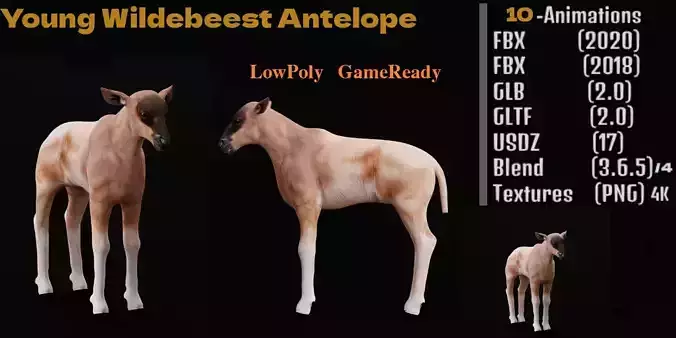 Young Wildebeest Gnu Antelope Low-poly 3D model