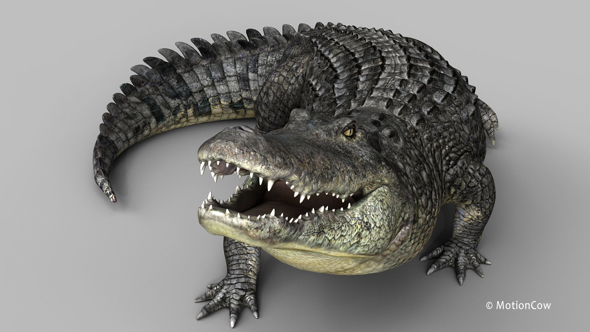 Alligator PRO 3D model_21