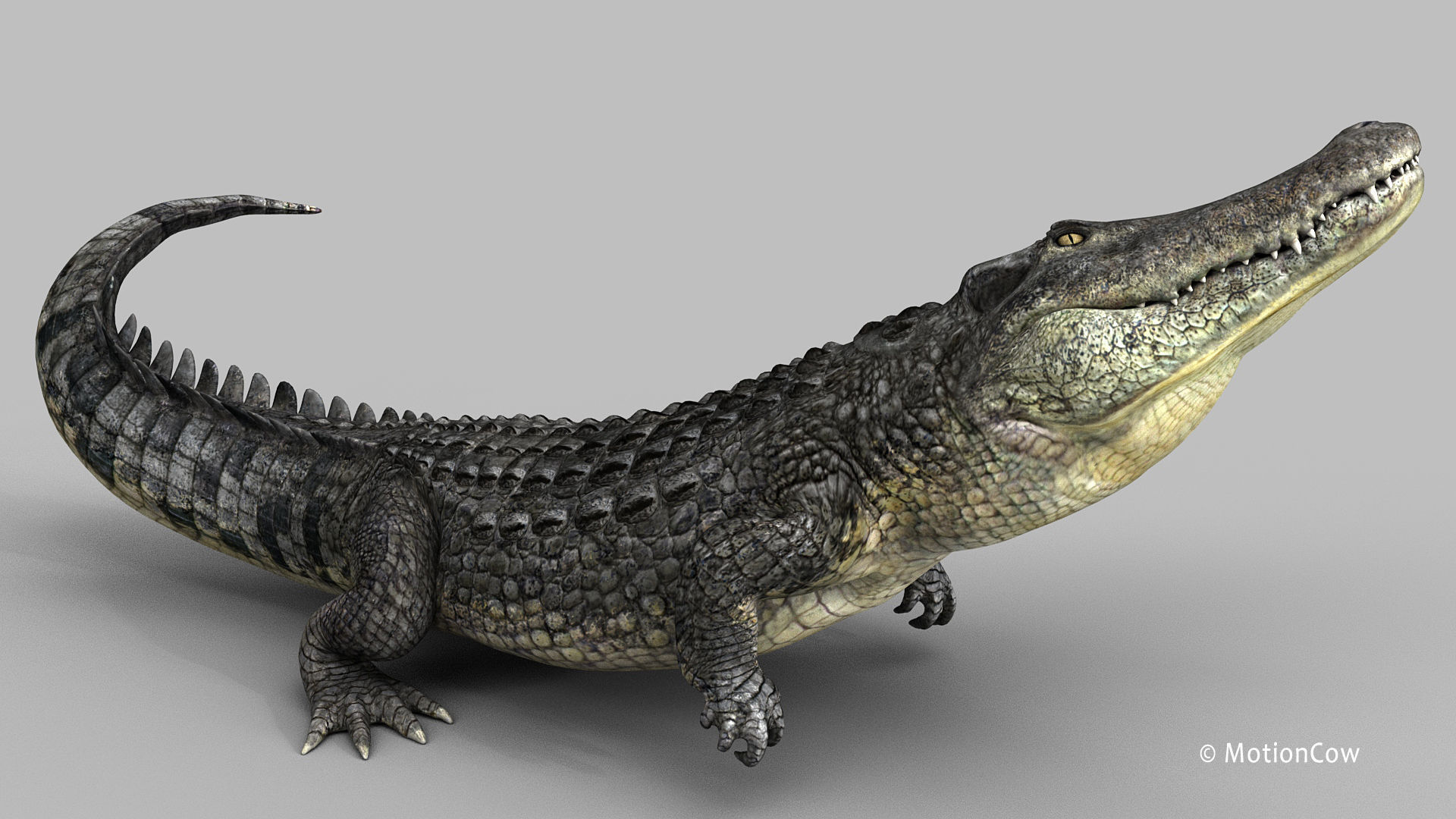 Alligator PRO 3D model_13