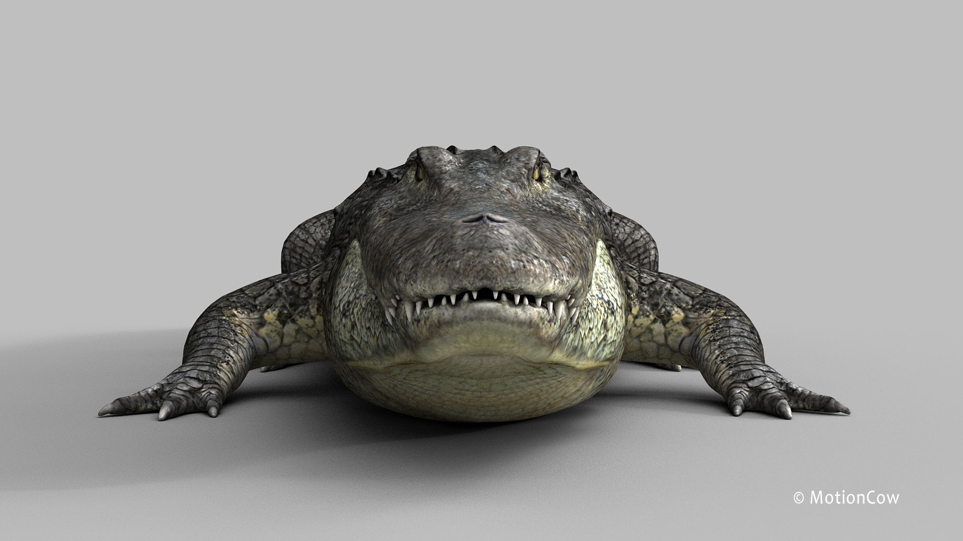 Alligator PRO 3D model_17