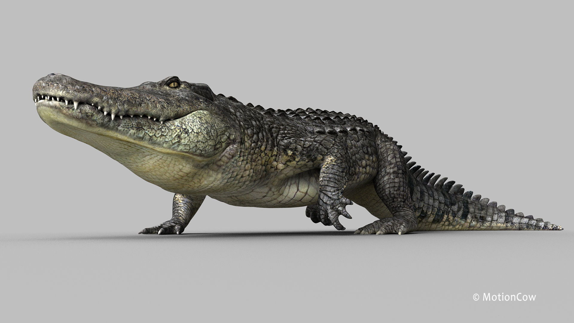 Alligator PRO 3D model_8