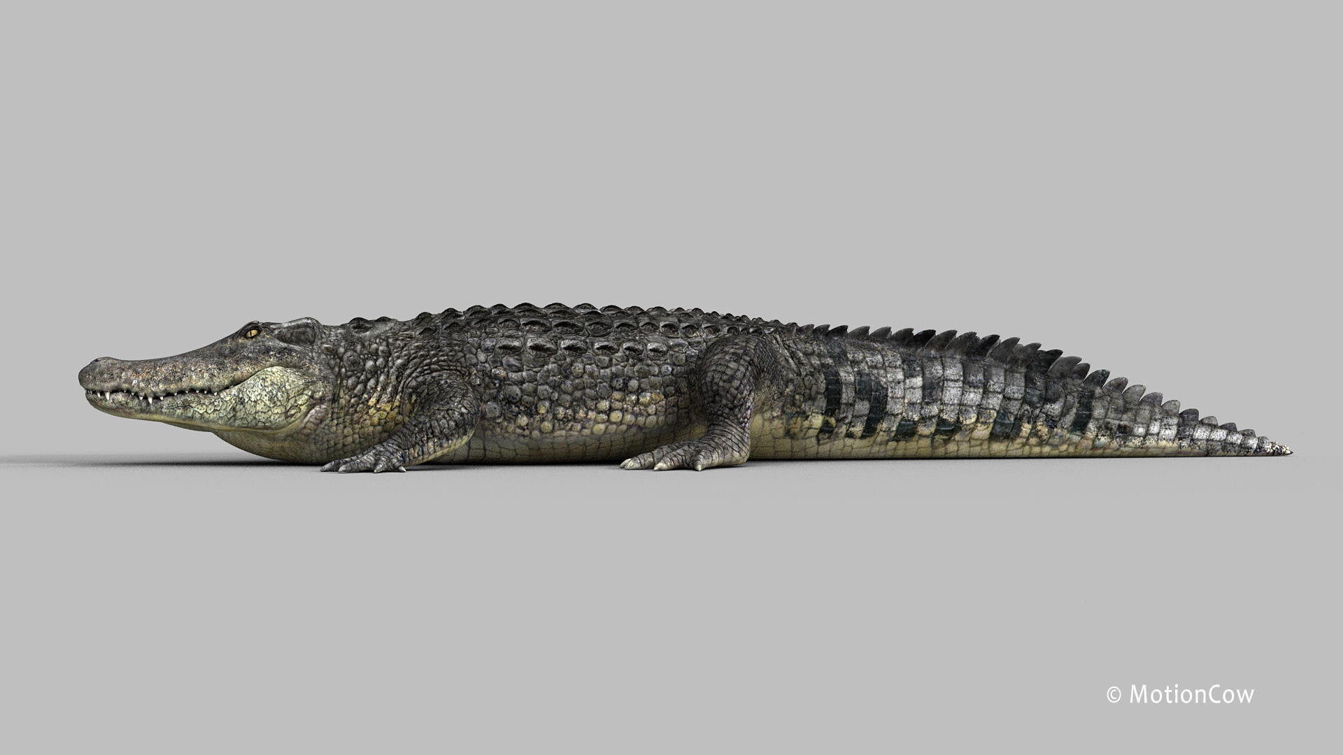 Alligator PRO 3D model_26