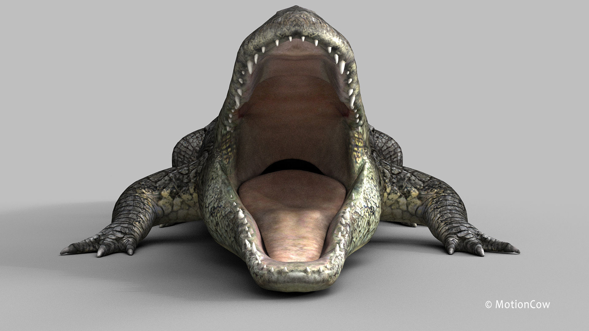 Alligator PRO 3D model_18