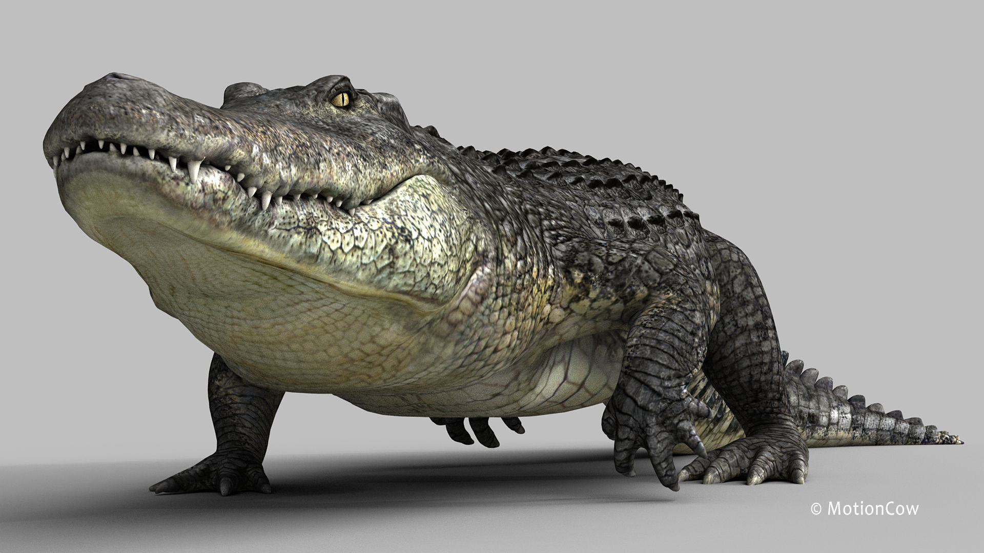 Alligator PRO 3D model_4