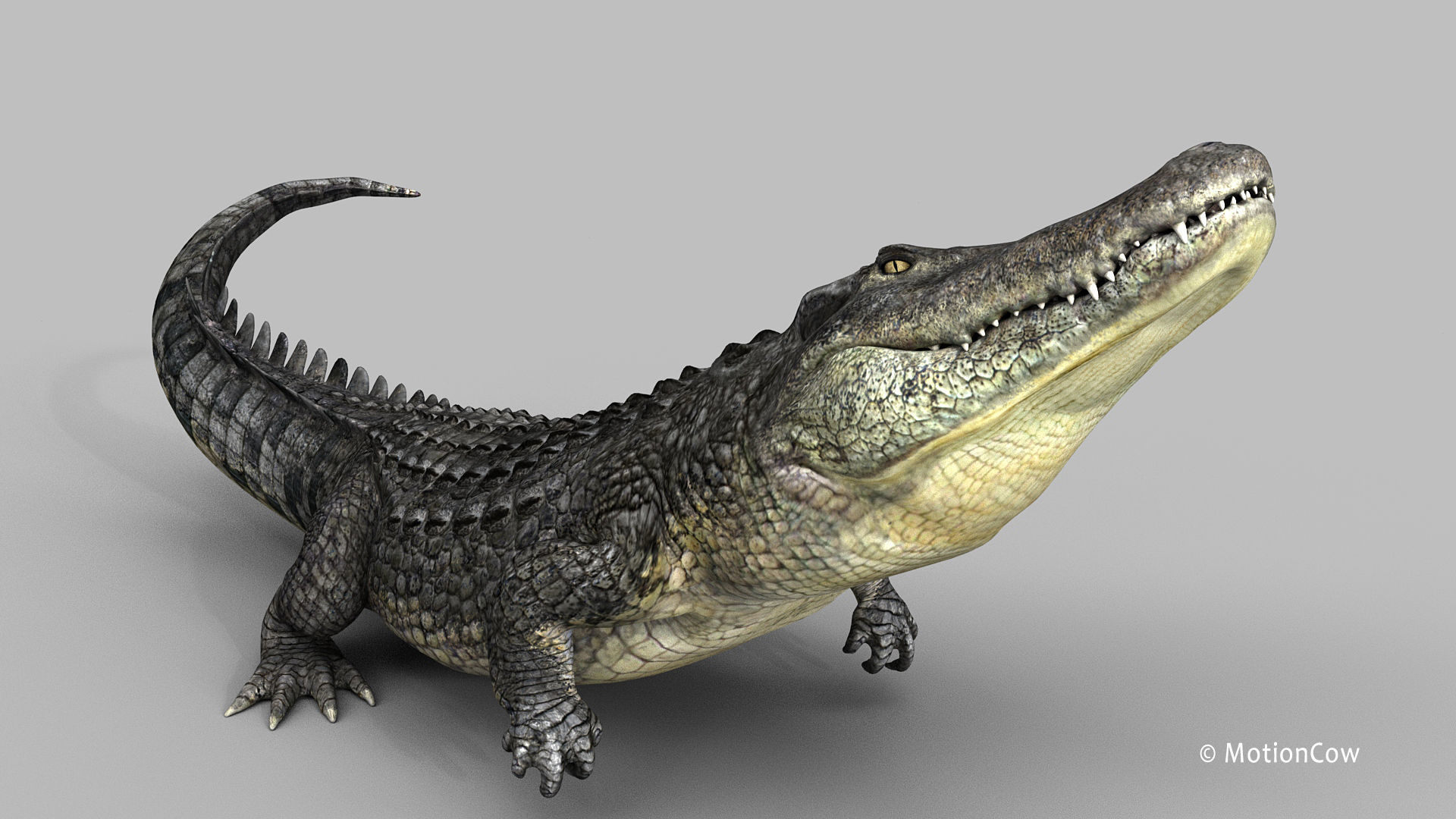 Alligator PRO 3D model_24