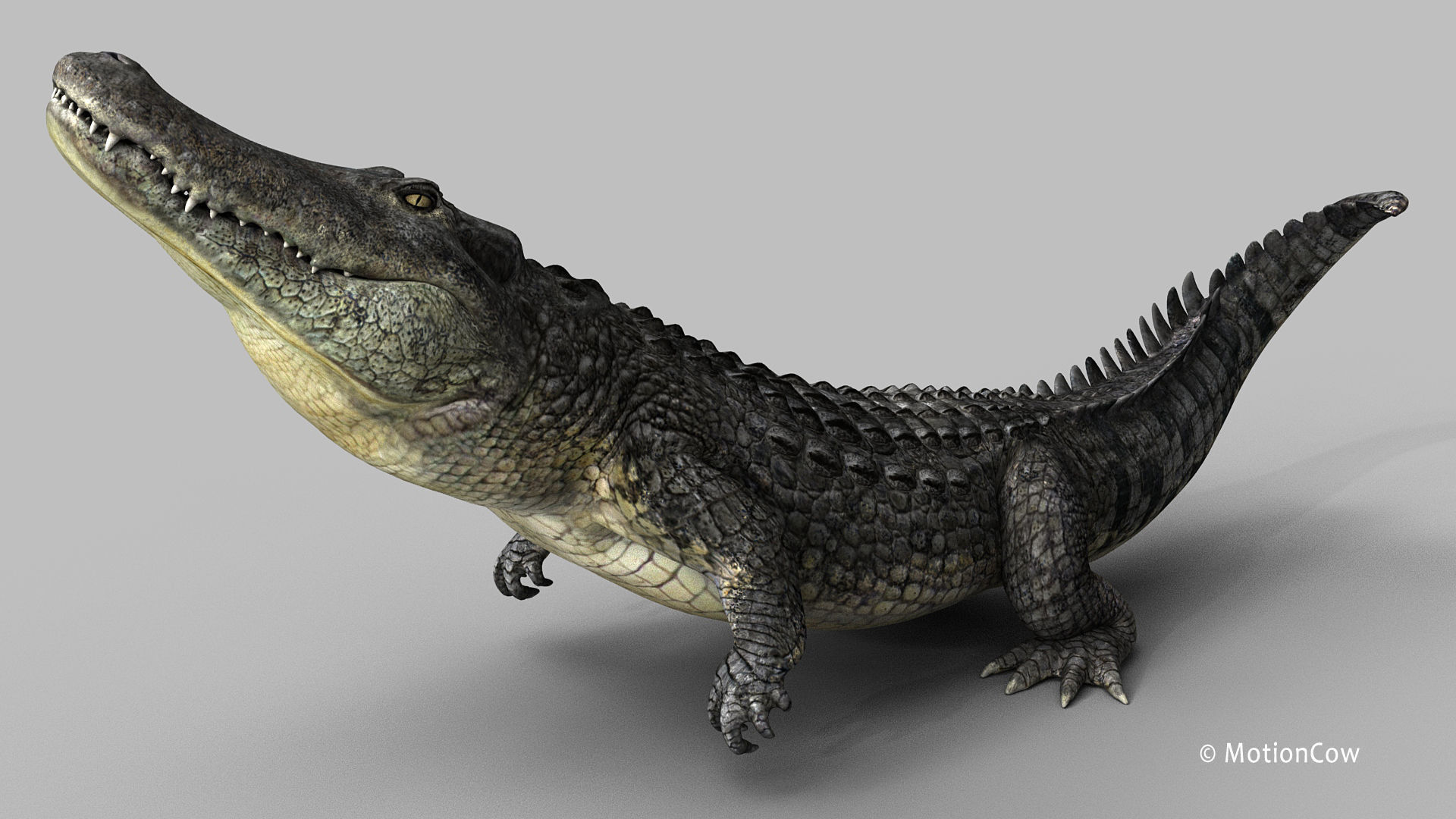 Alligator PRO 3D model_14