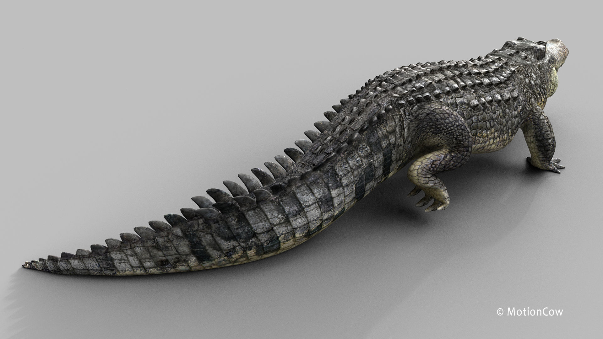 Alligator PRO 3D model_5