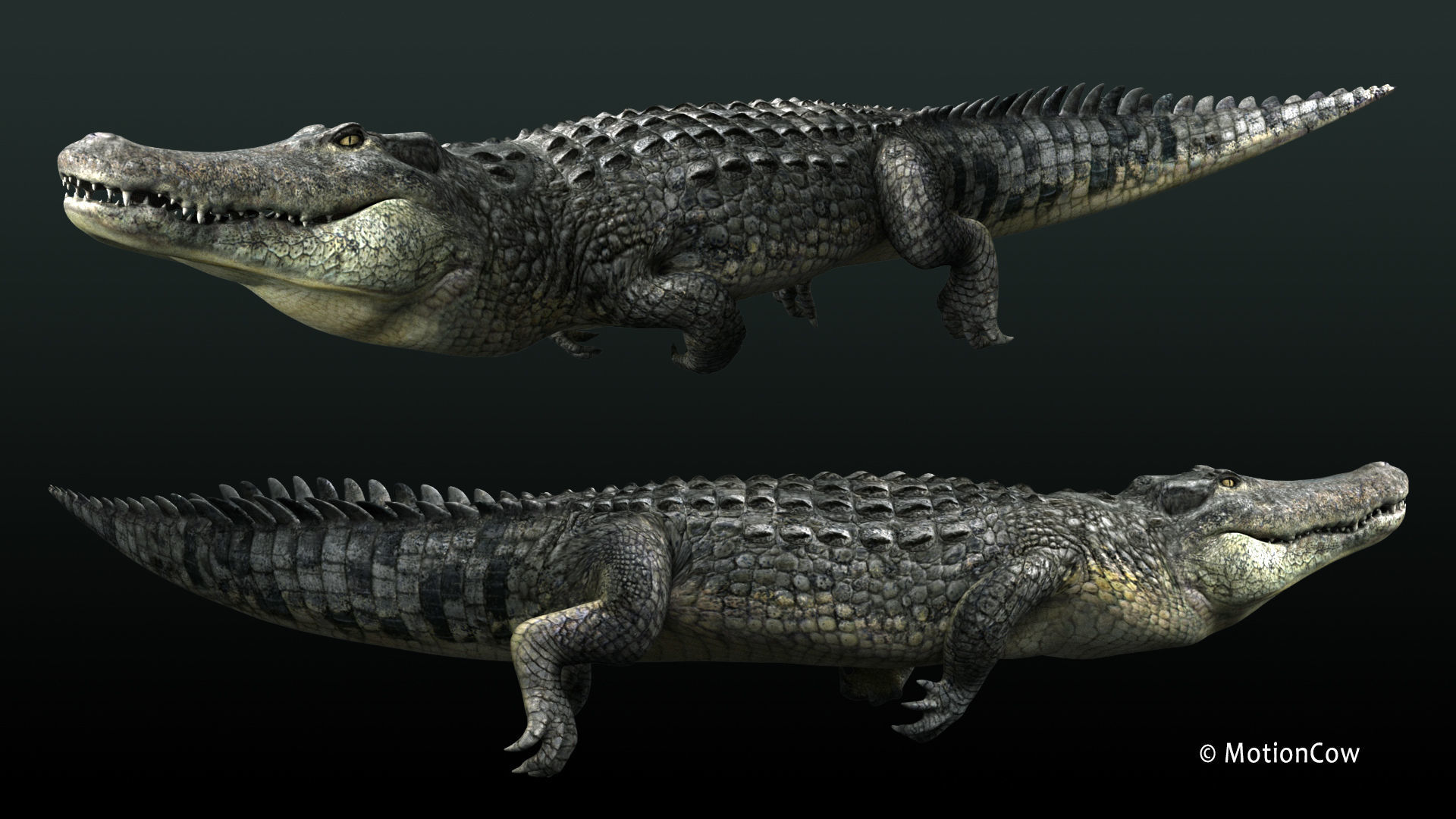 Alligator PRO 3D model_19