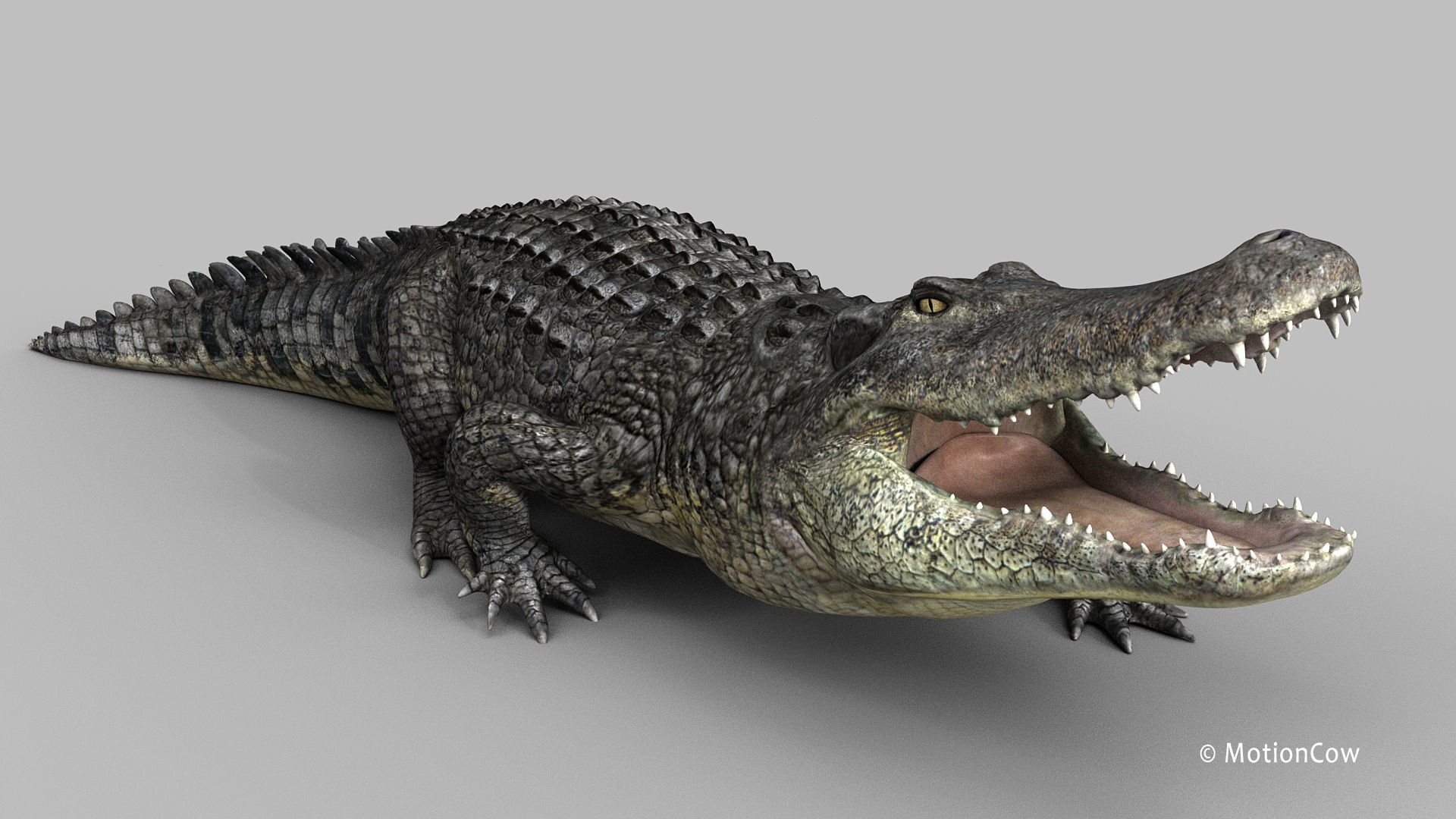 Alligator PRO 3D model_23
