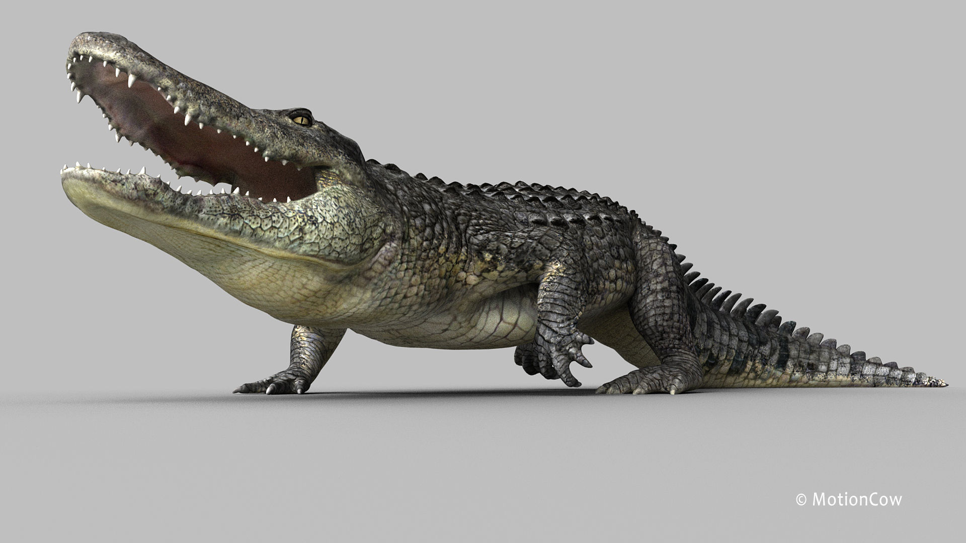 Alligator PRO 3D model_22
