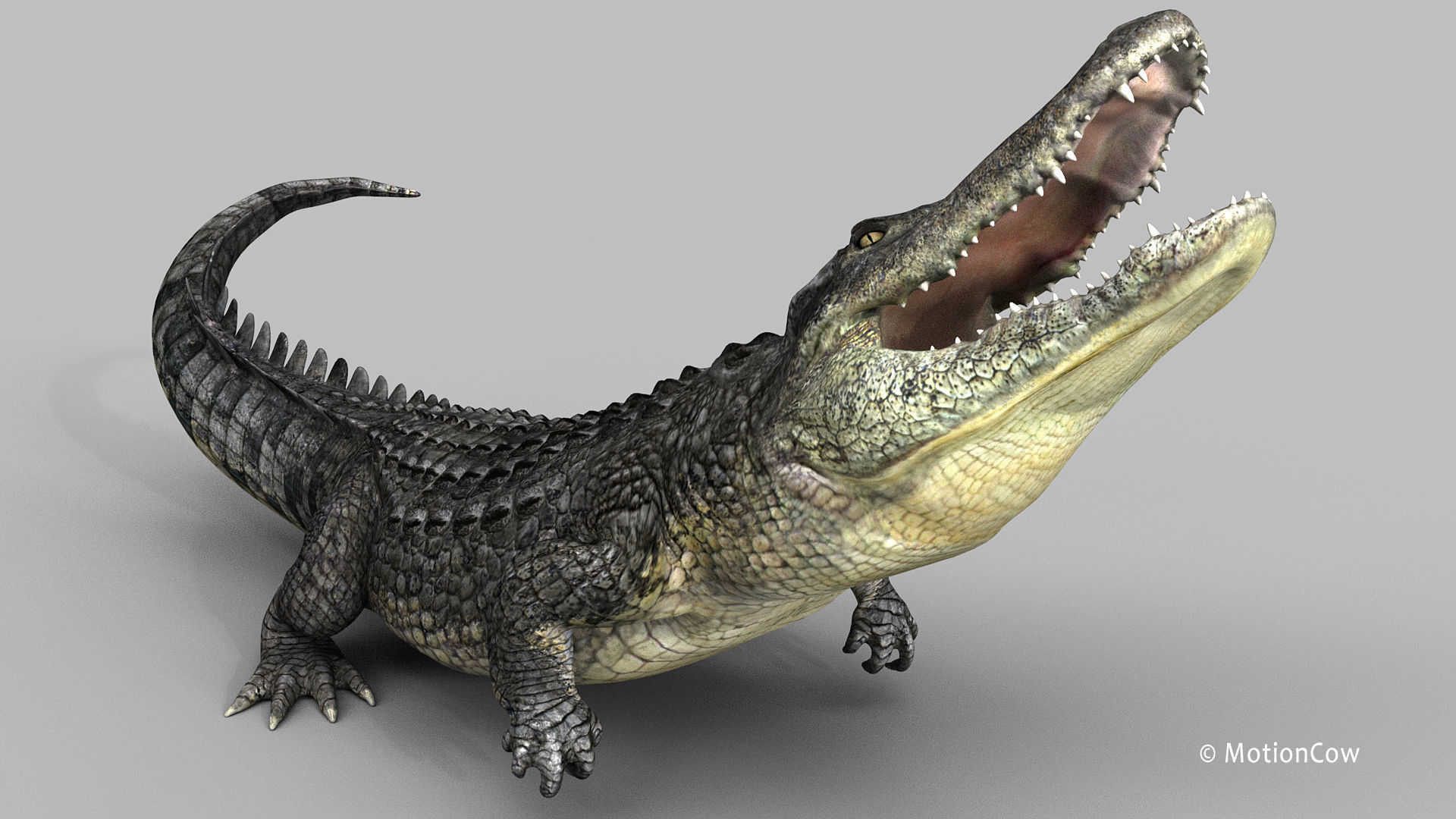 Alligator PRO 3D model_12