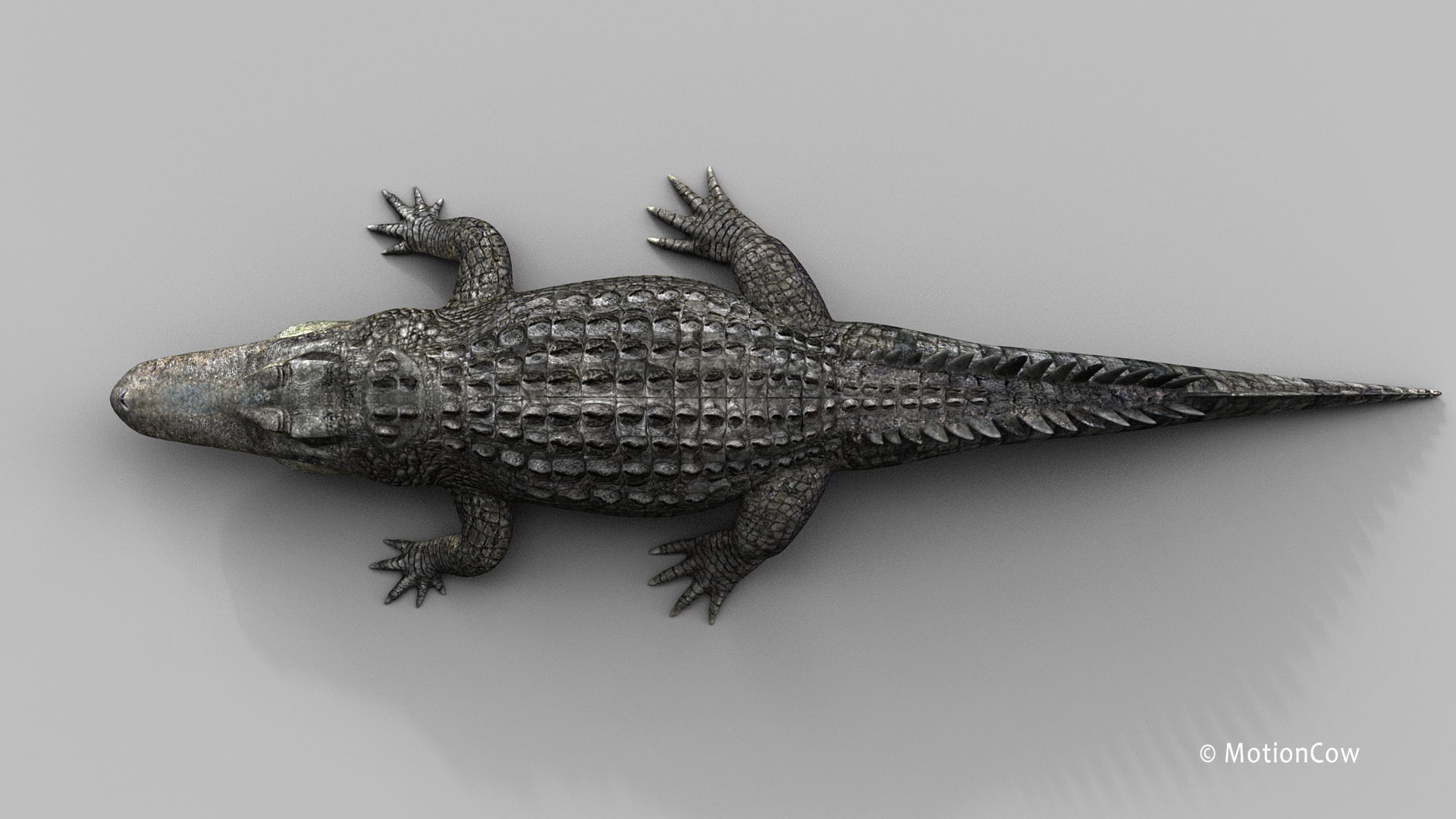 Alligator PRO 3D model_27