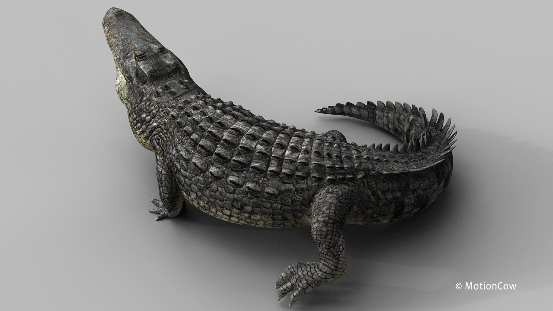 Alligator PRO 3D model_3