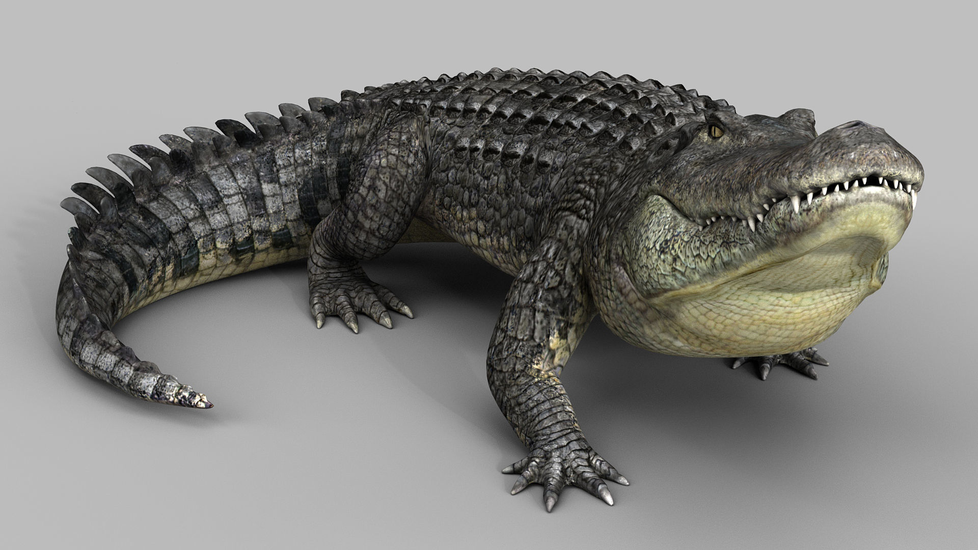 Alligator PRO 3D model_2