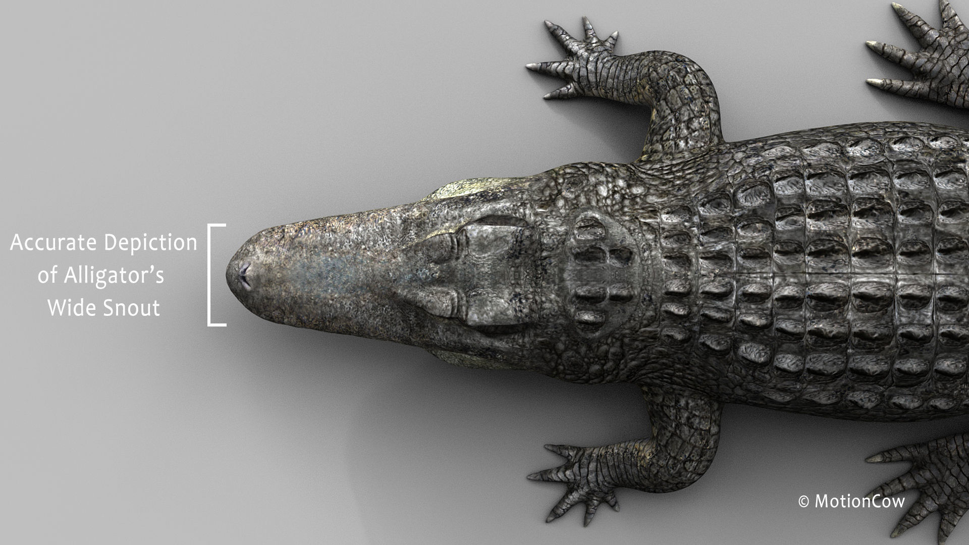 Alligator PRO 3D model_11