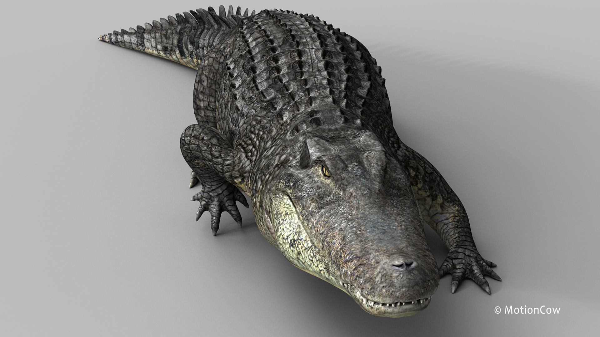 Alligator PRO 3D model_25