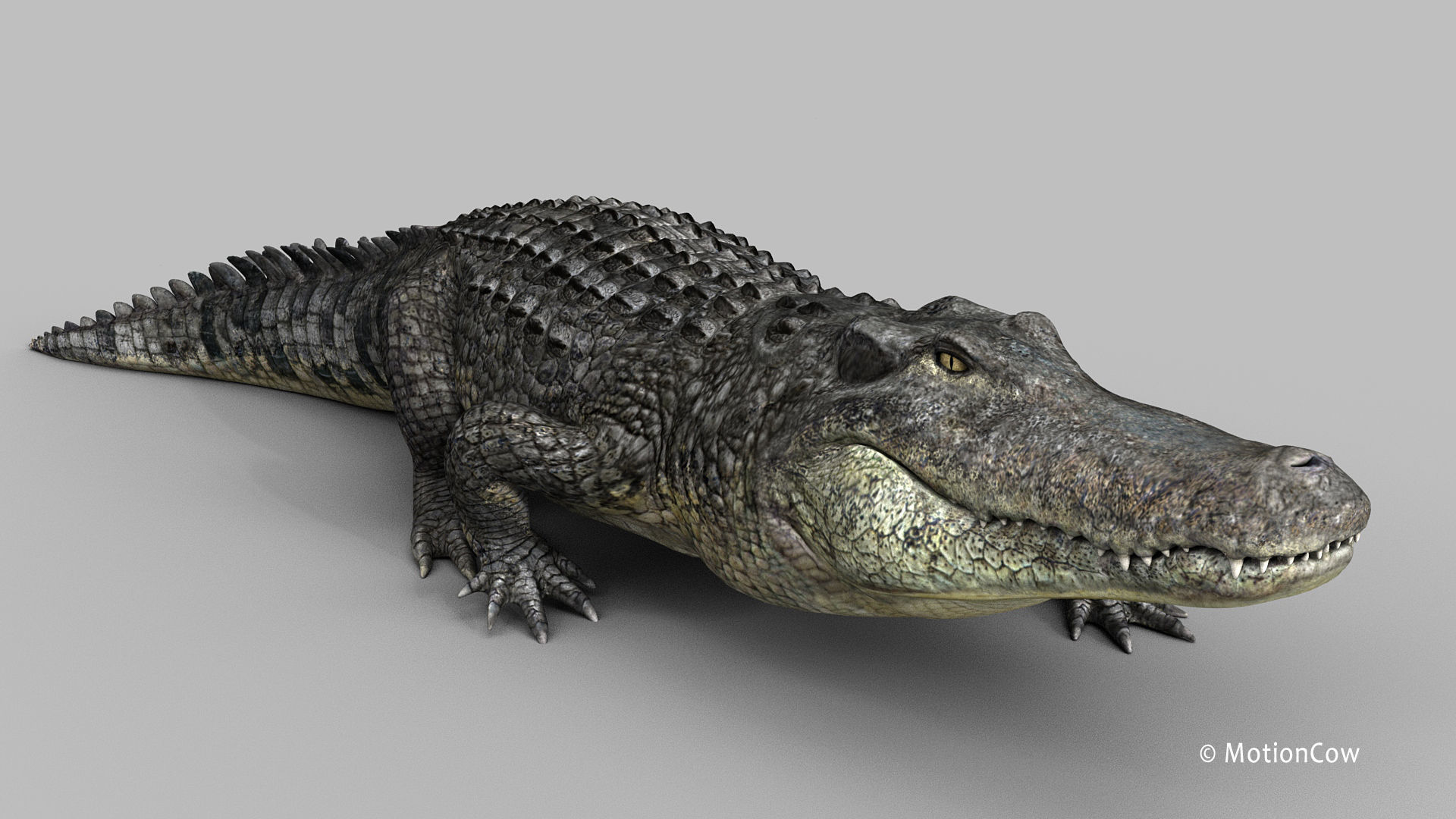 Alligator PRO 3D model_9
