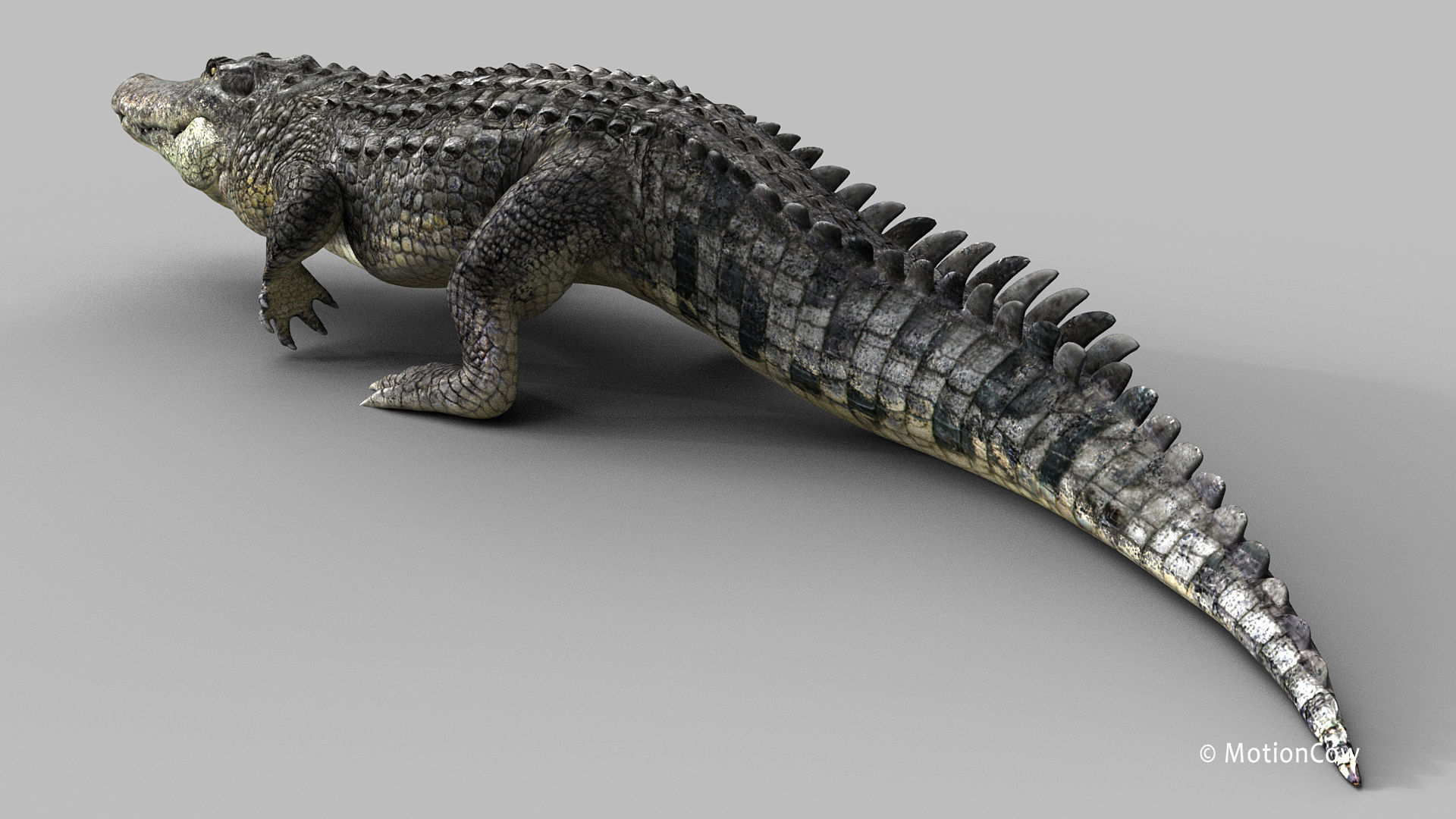 Alligator PRO 3D model_6