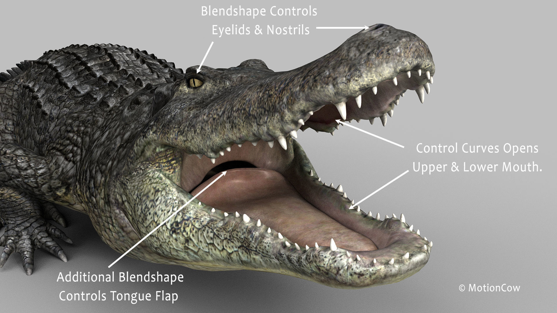 Alligator PRO 3D model_10